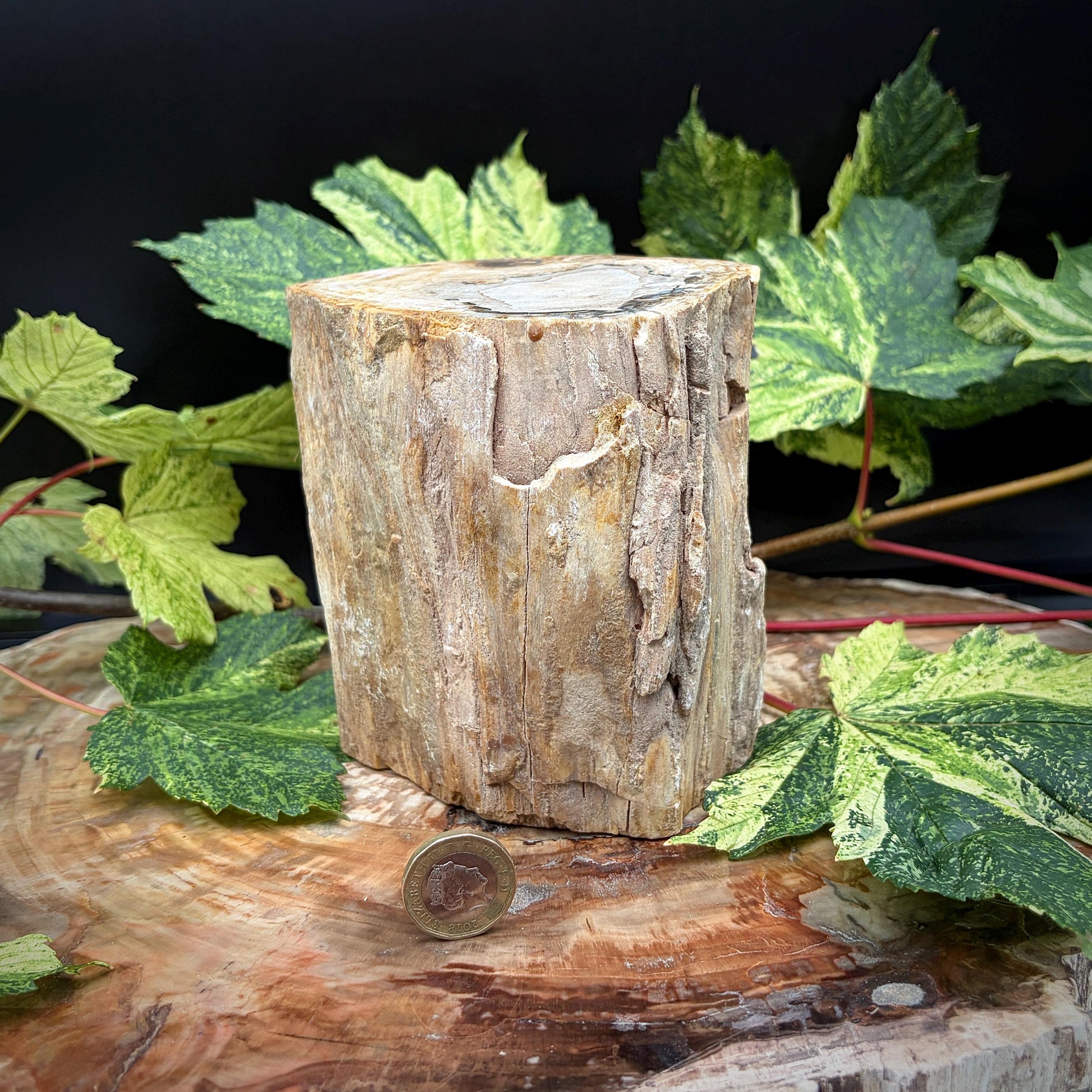 Fossilised wood stump for natural home decor