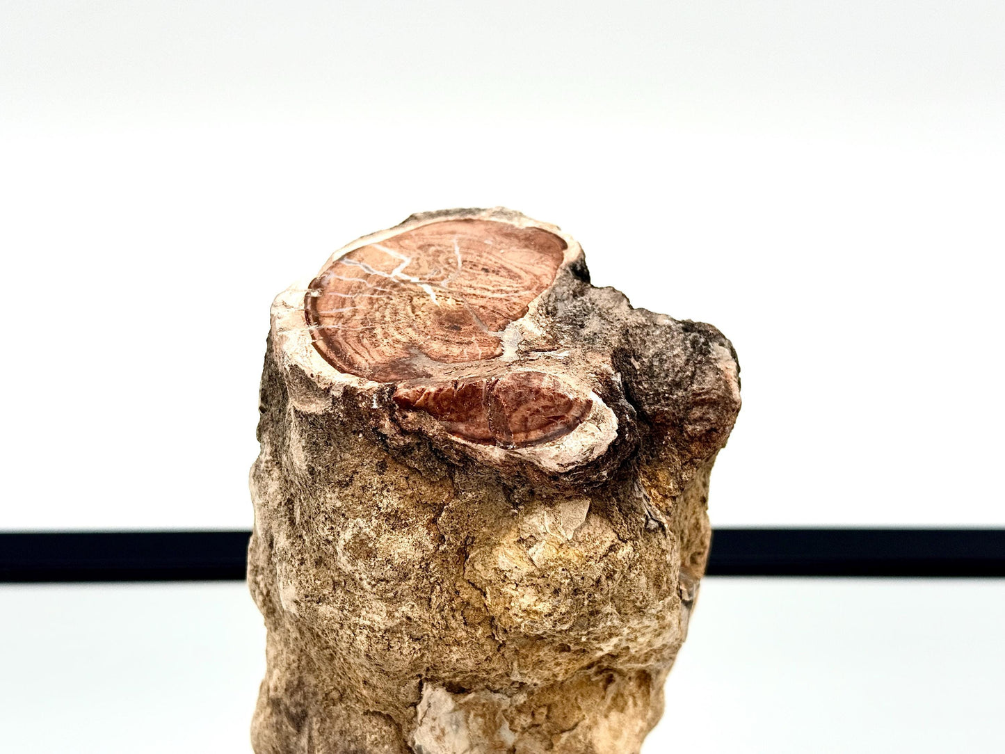 Natural fossil wood display specimen