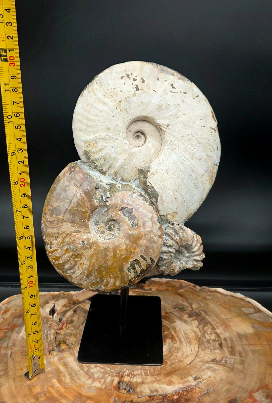 Decorative ammonite fossil sculpture crafted from genuine Madagascan fossils.