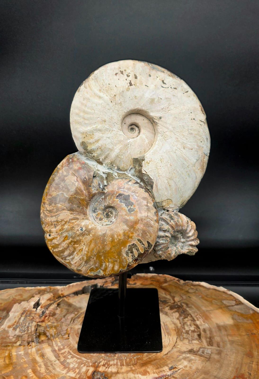 Genuine Madagascan ammonite fossil sculpture featuring multiple natural ammonites.