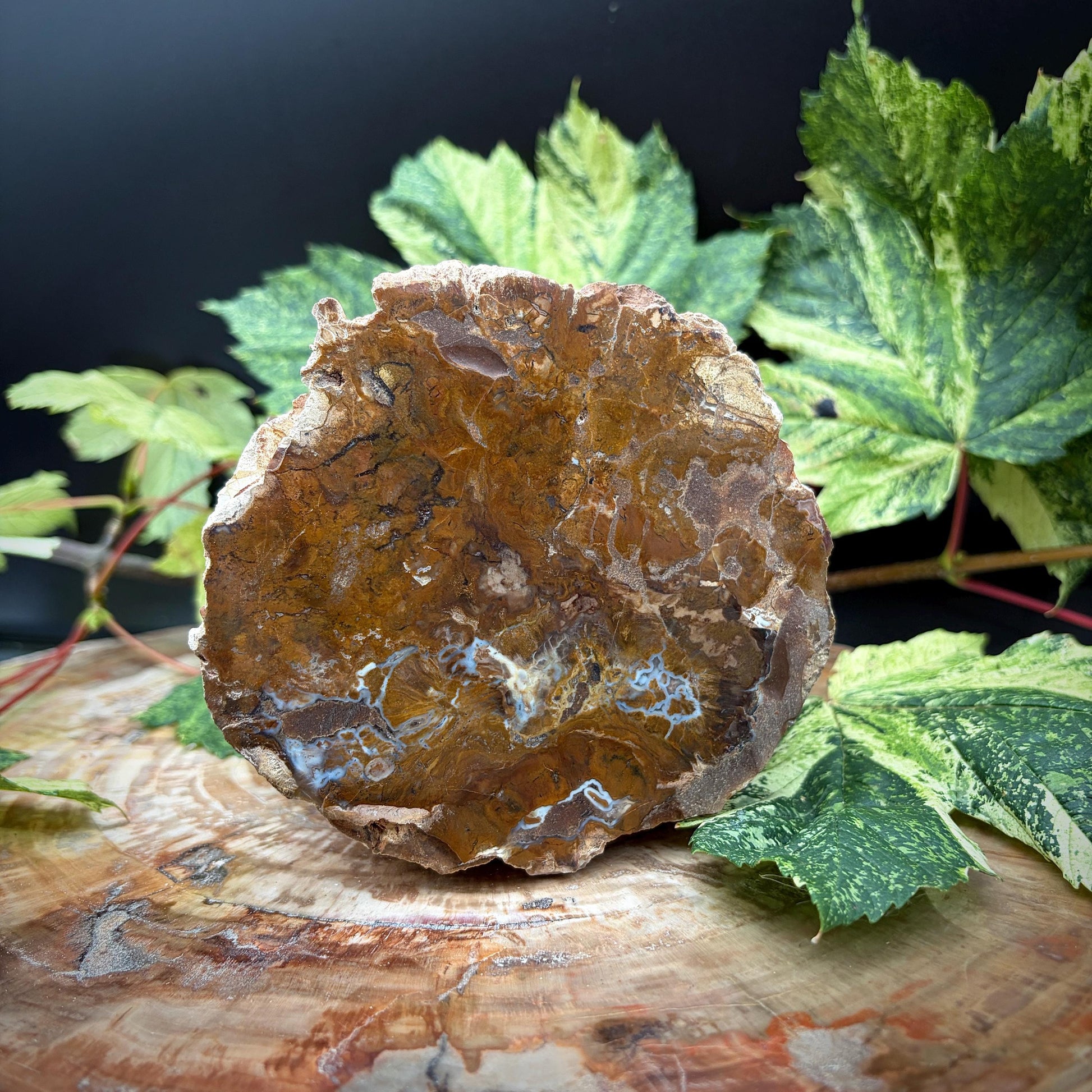 Geological fossil wood stump display specimen