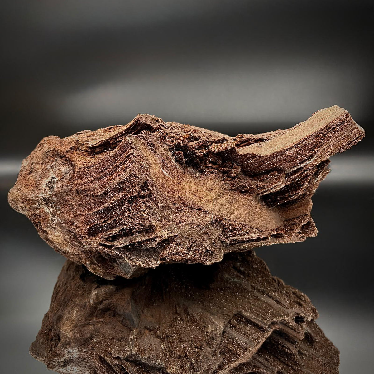 German petrified wood collector specimen with preserved fossil texture and natural Quartz mineralisation.
