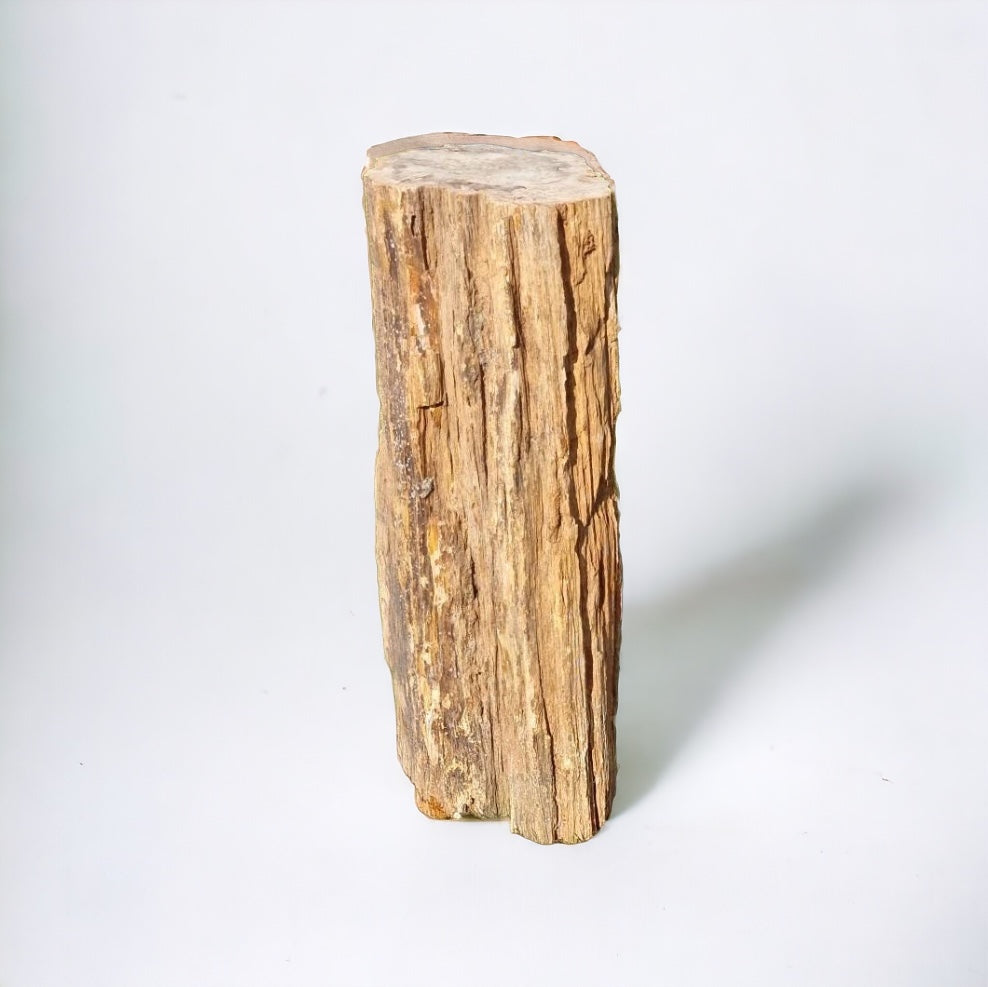 giant petrified wood fossil stump