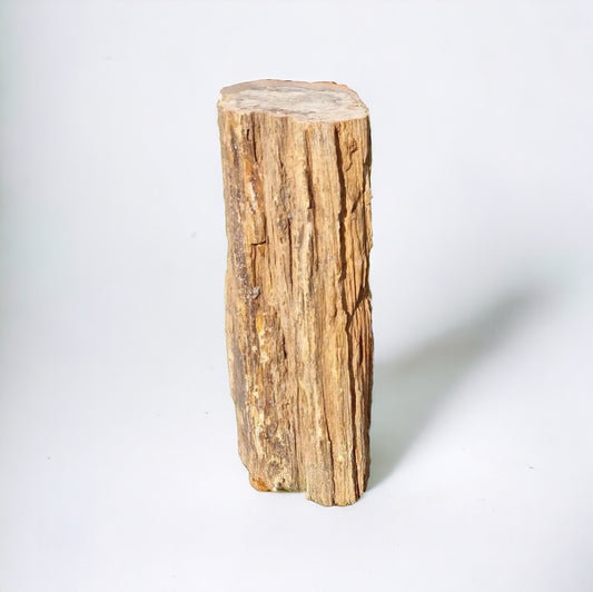 giant petrified wood fossil stump