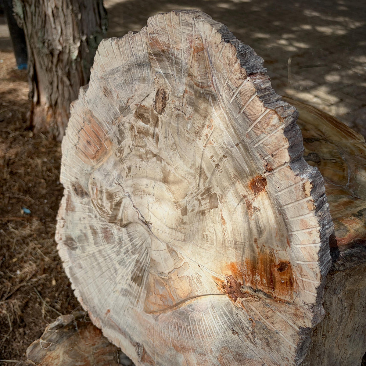 Rustic petrified wood horse ornament carved from genuine fossil wood.