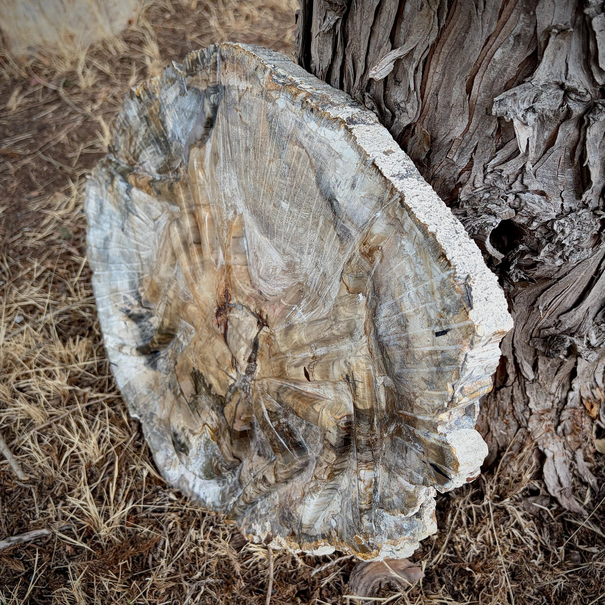 Detailed view of the spider carving highlighting the rich colours and grain of petrified wood.
