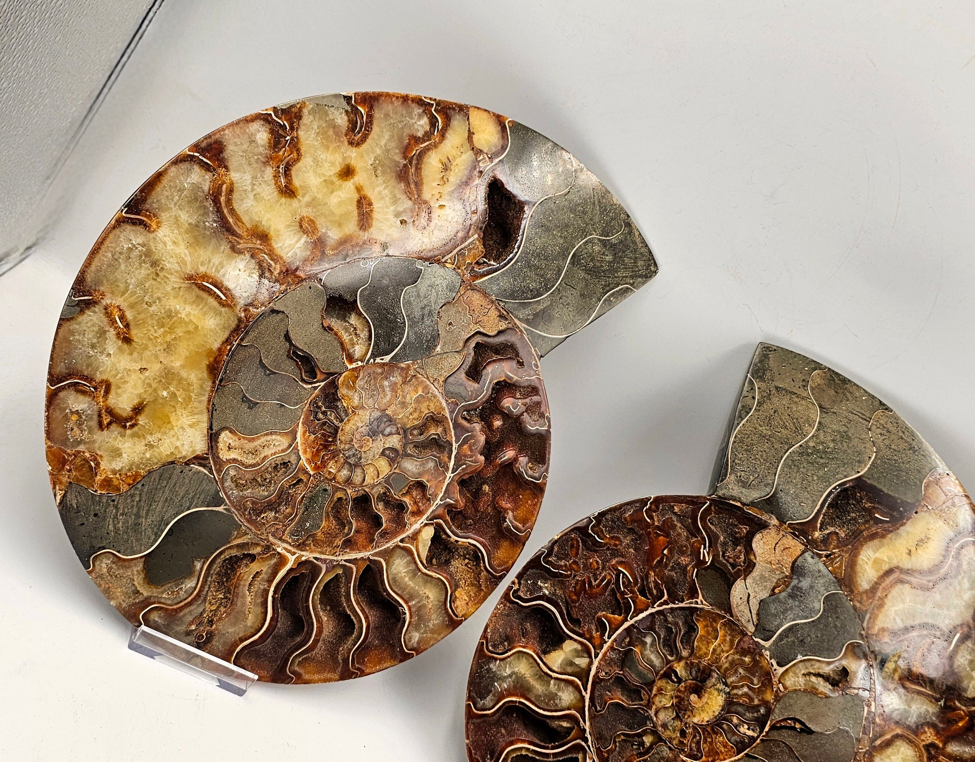 high quality ammonite fossil