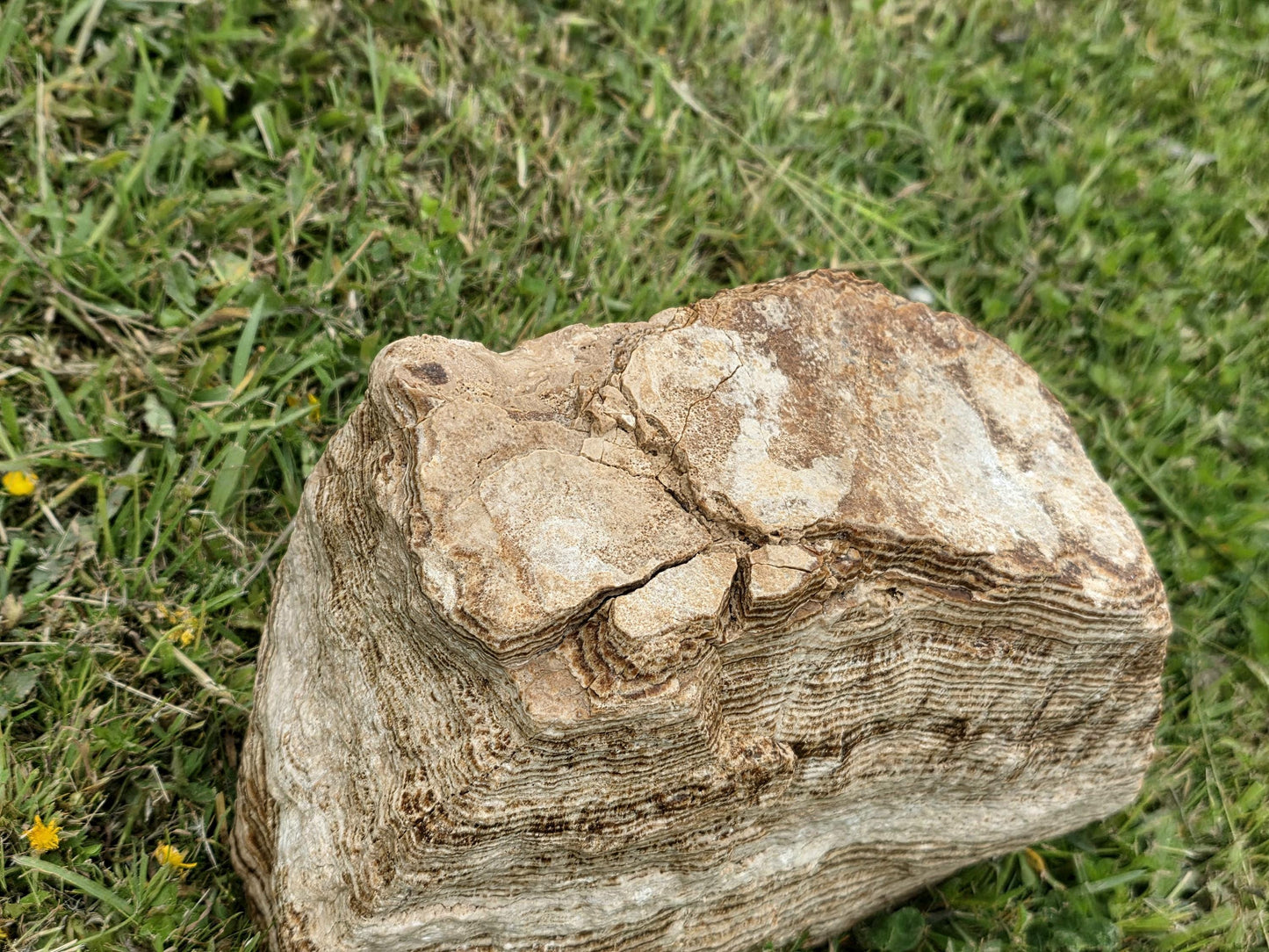 Add movement and texture to your décor with this sculptural Aragonite piece.