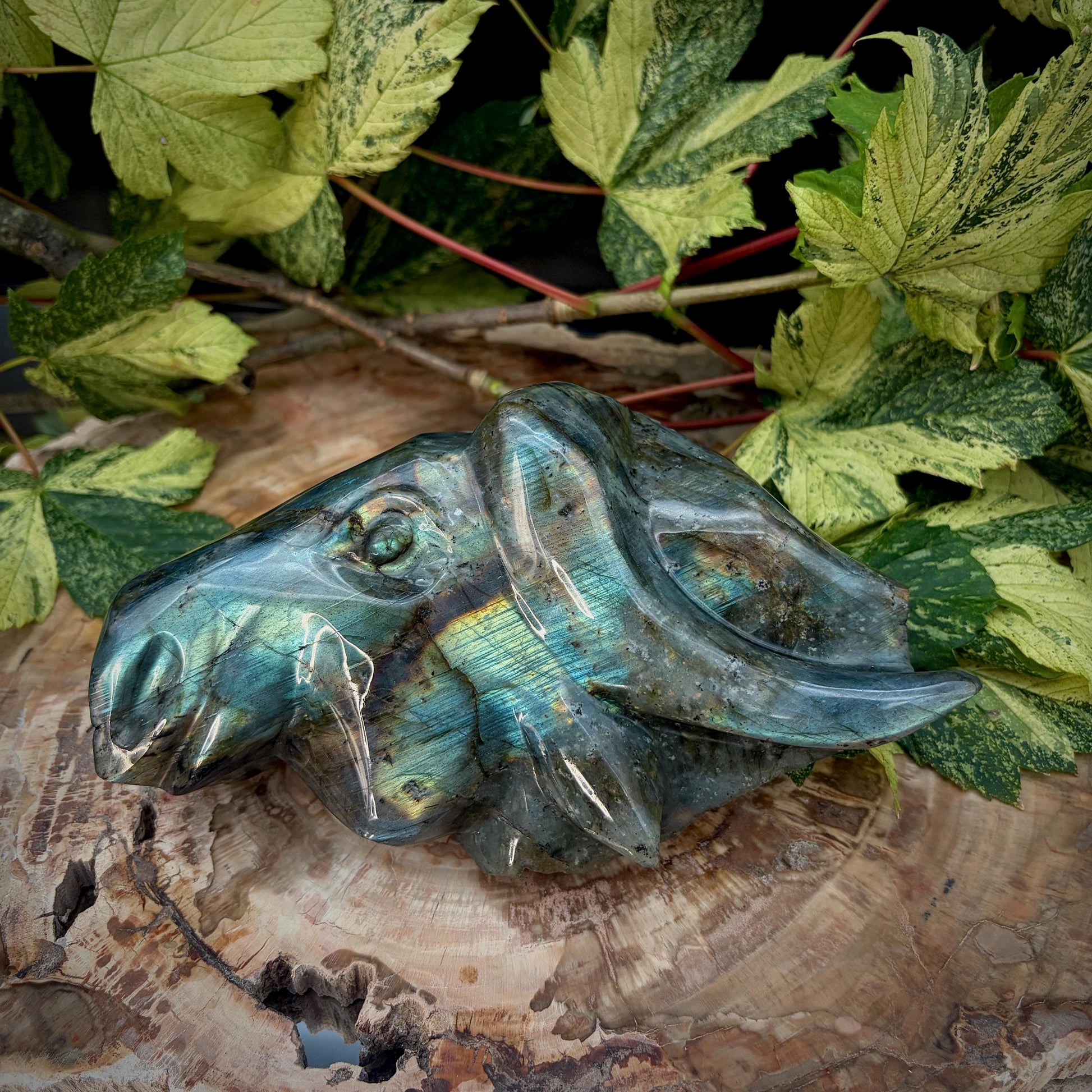 Labradorite bull showing natural labradorescent flash