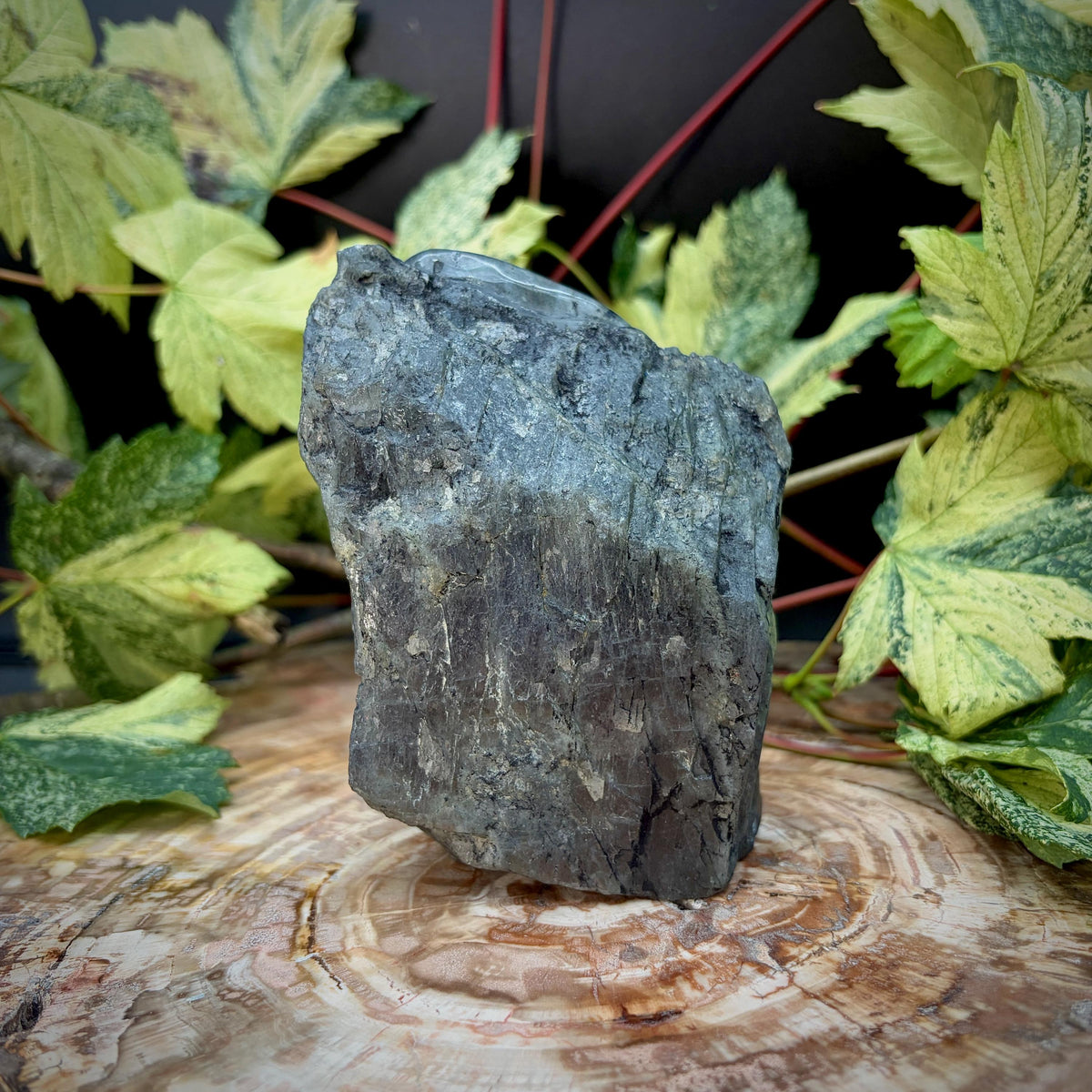 front view of polished Labradorite lizard sculpture