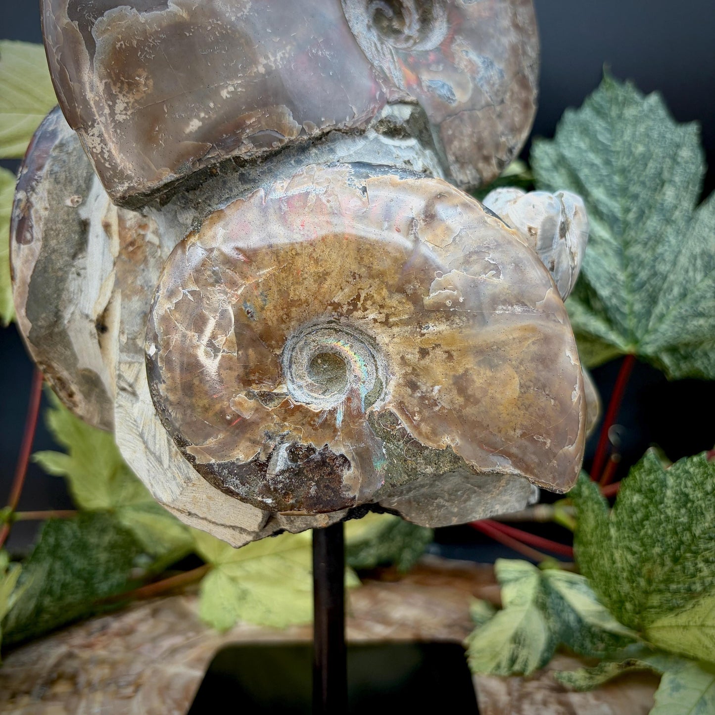 Large ammonite fossil sculpture for interior display