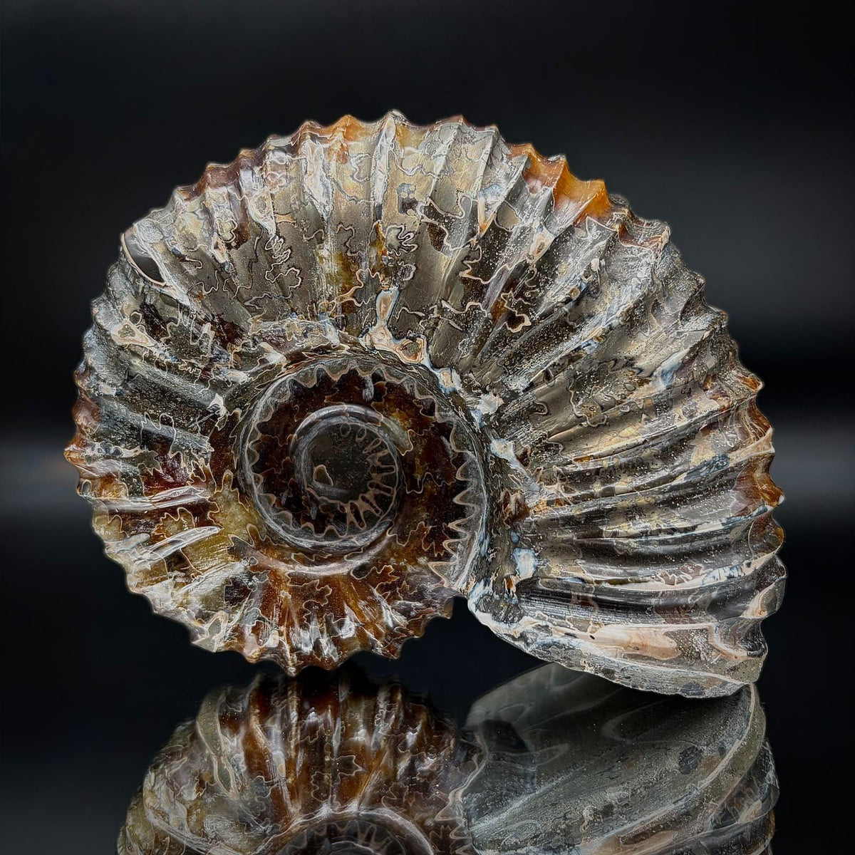 Large polished Douvilleiceras ammonite fossil from Madagascar with natural pyrite inclusions.