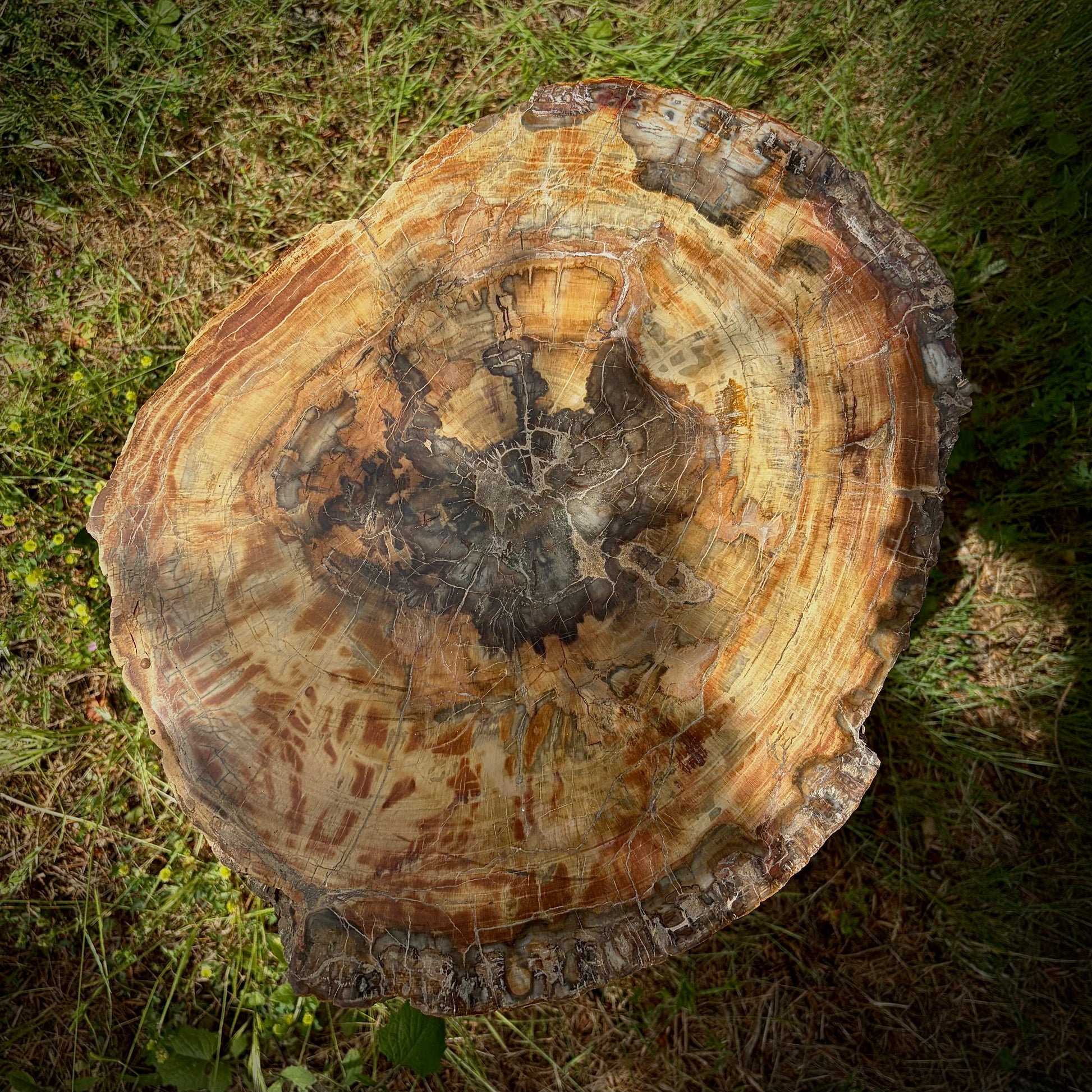 Large fossil wood decorative garden rock for landscaping and outdoor display