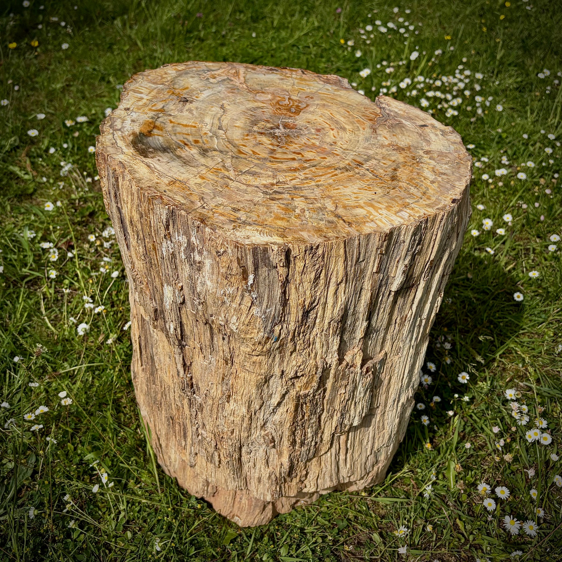 Large fossil wood piece for landscaping, garden design and natural décor