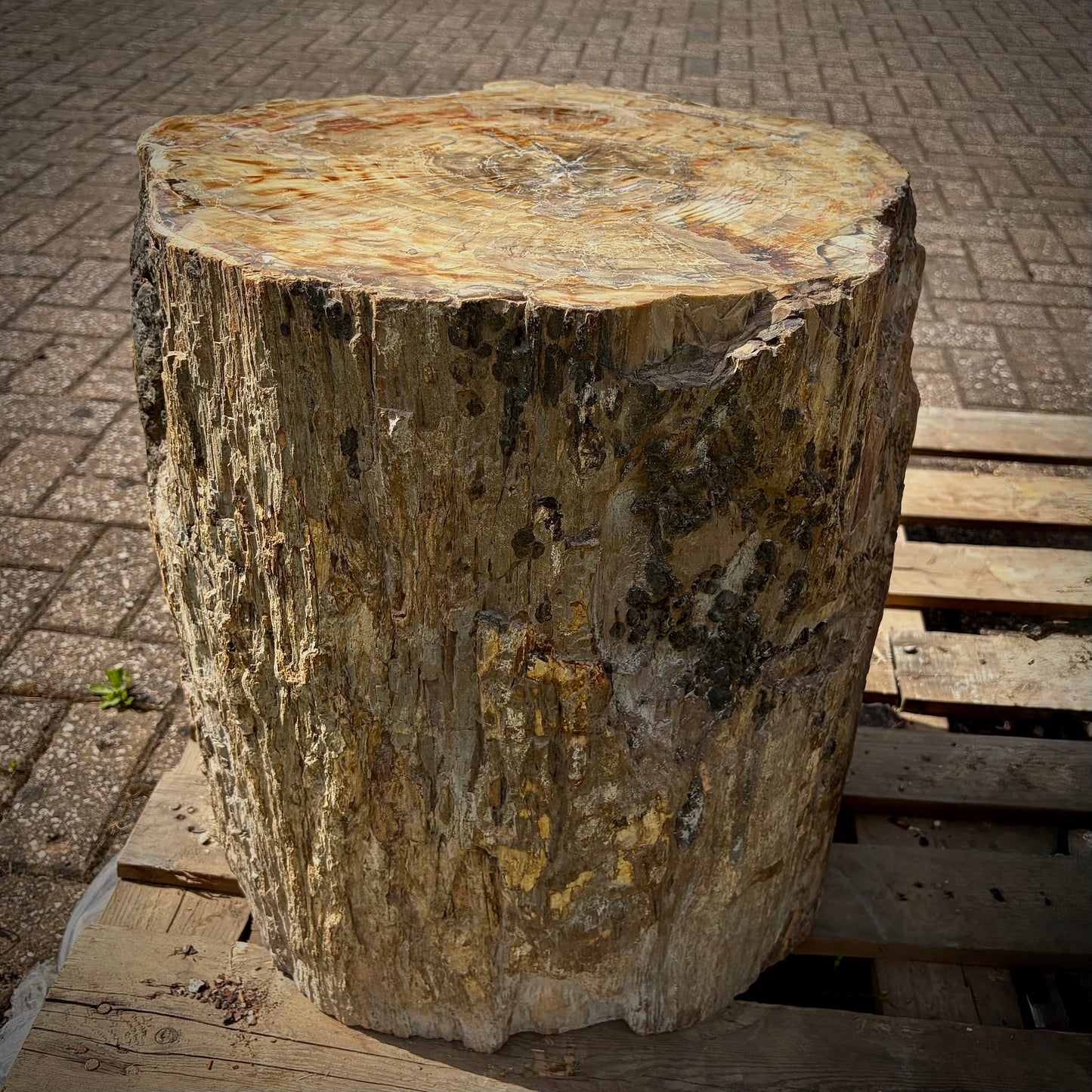 Large fossil wood natural interior accent for rustic and organic home décor