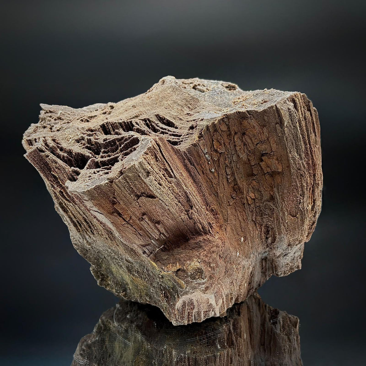 Side view of a large fossil wood and Quartz mineral specimen highlighting its distinctive natural shape.