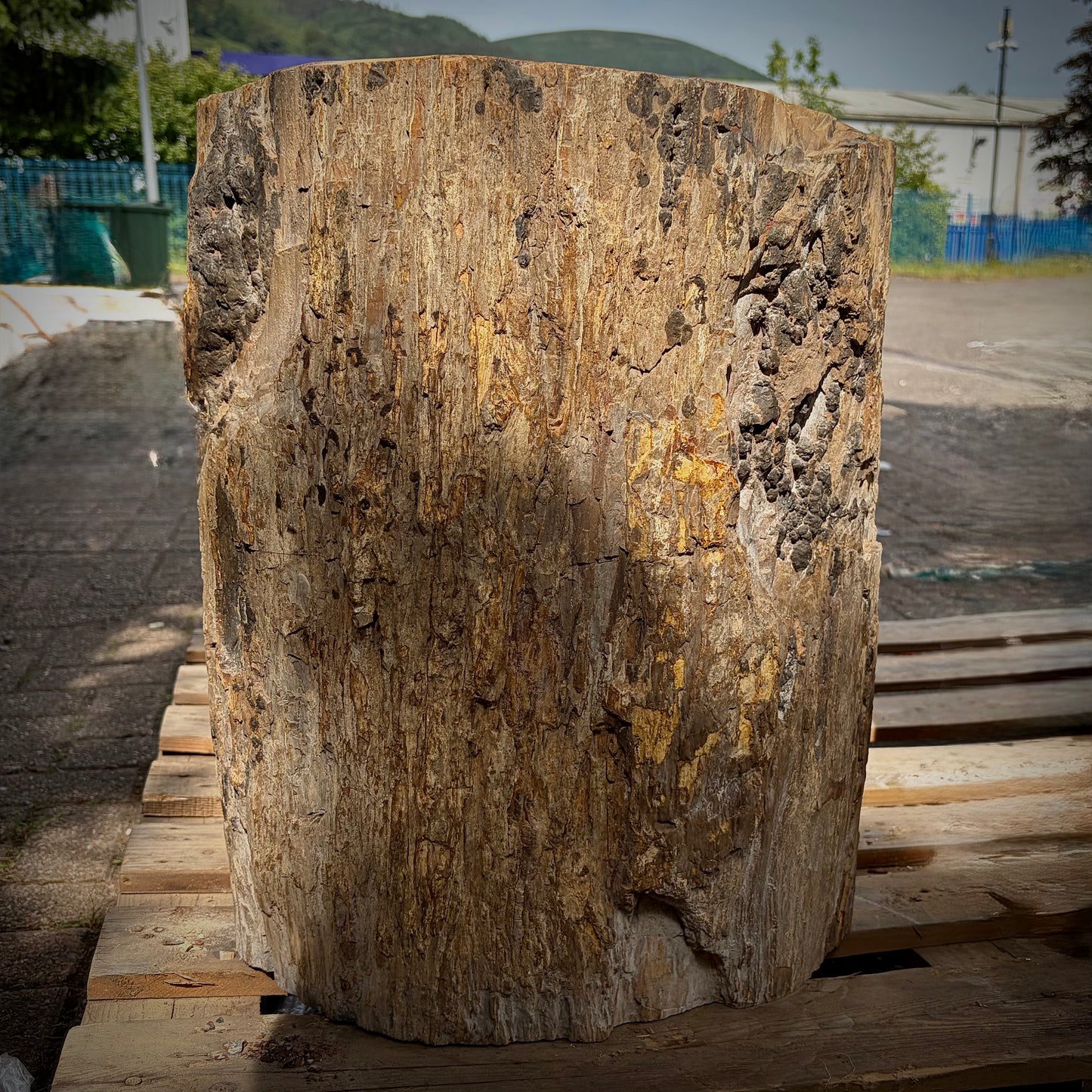 Large fossilised wood outdoor ornament for garden paths, patios and borders