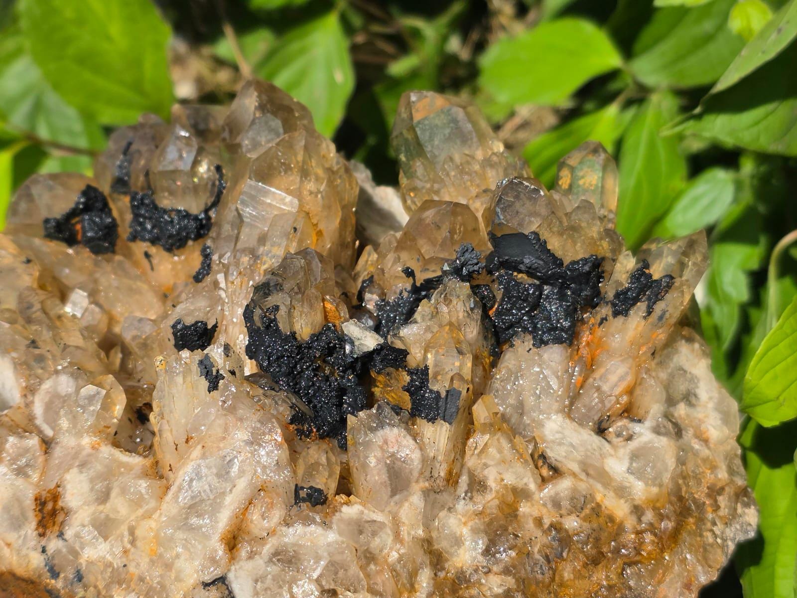 Large Kundalini Citrine crystal cluster with warm colour variation and natural formation detail