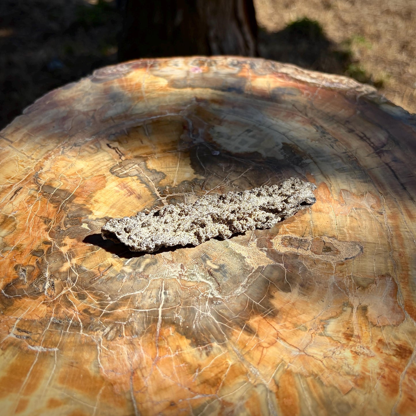 Detailed view of a large Petrified Lightning specimen for mineral collectors