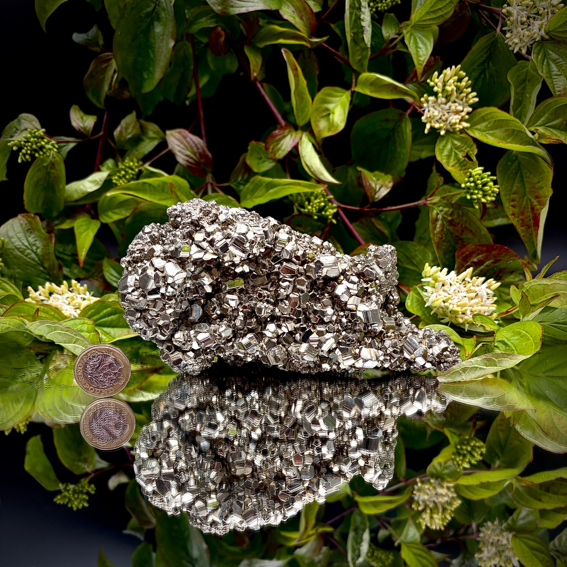 Large natural Pyrite cluster showing a dense matrix of reflective pyritohedral crystals.