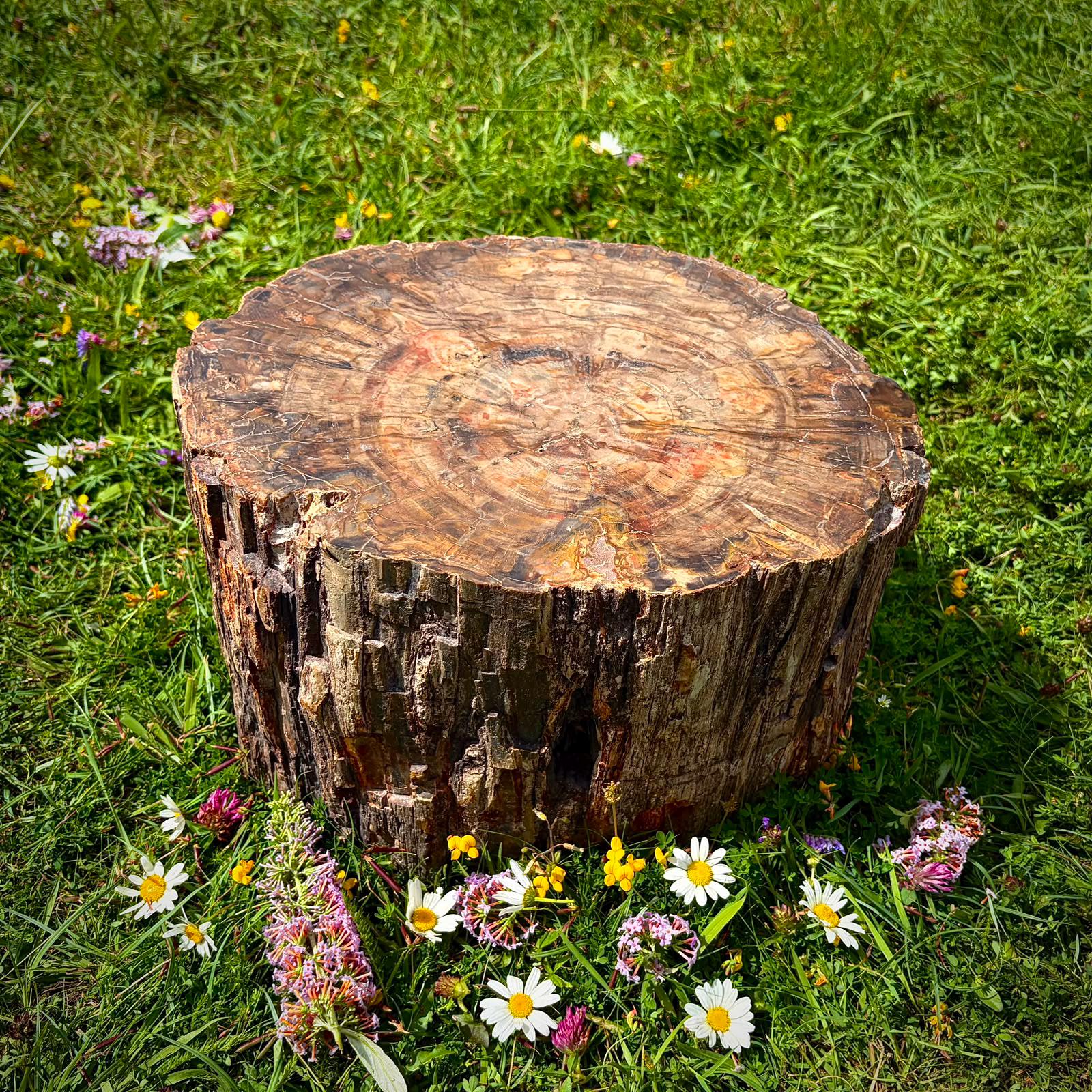 Large petrified fossil wood statement piece for natural home decor