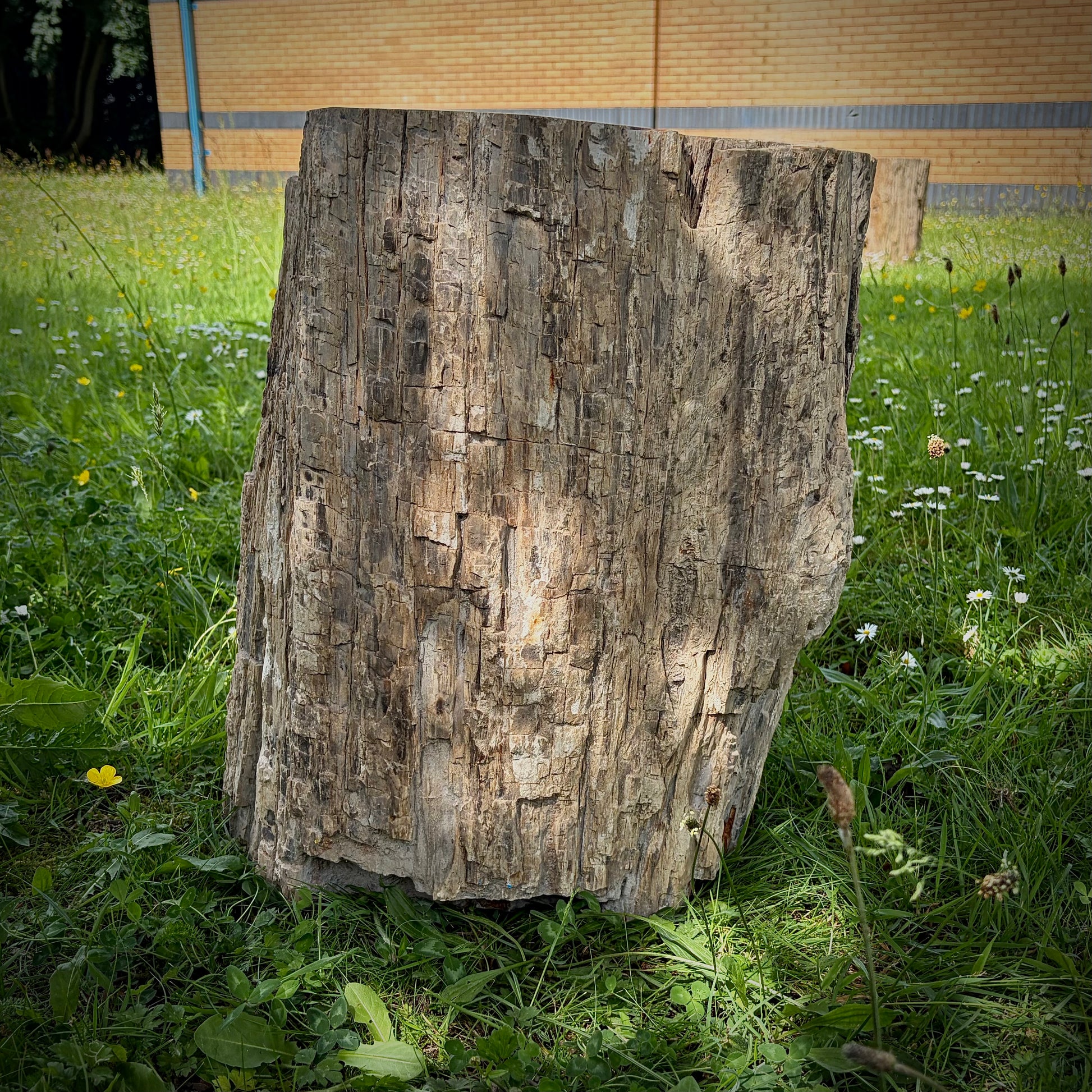 Large petrified wood feature ornament for home, patio and garden décor