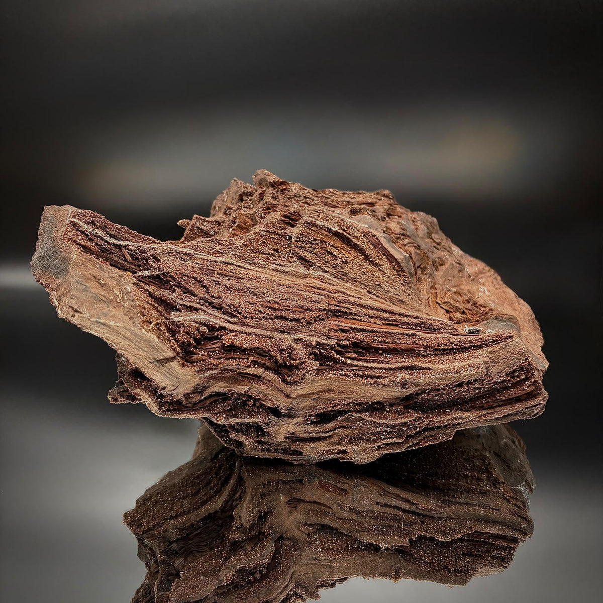 Large petrified wood fossil specimen displaying natural Quartz crystal growth across the surface.
