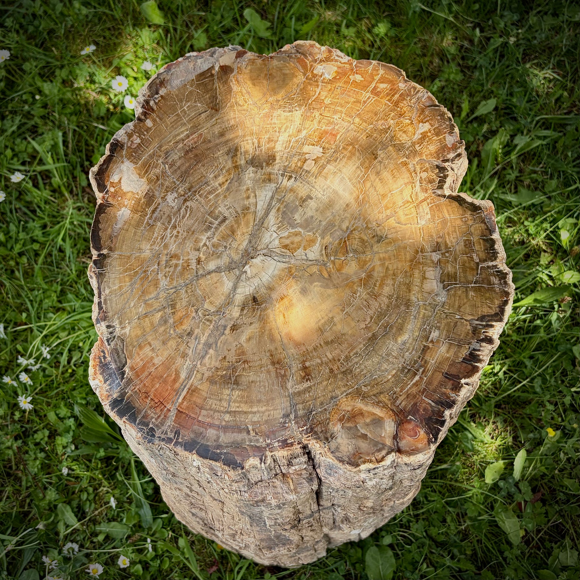 Large petrified wood décor piece suitable for both indoor and outdoor styling