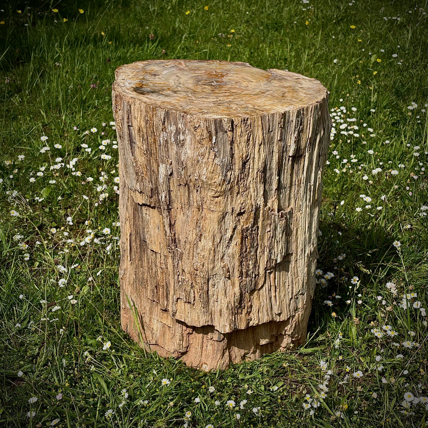 Large petrified wood natural feature piece for outdoor garden decoration