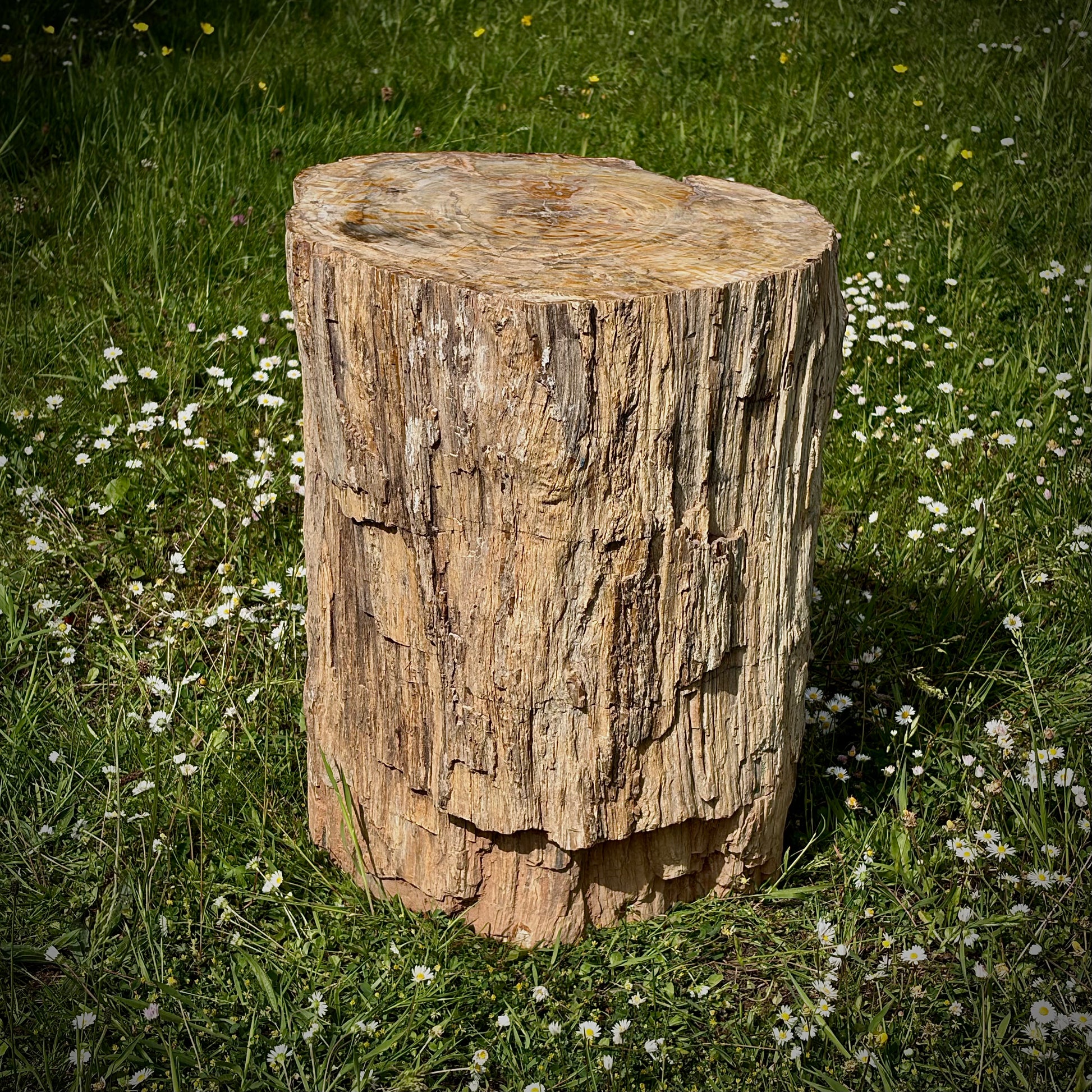 Large petrified wood natural feature piece for outdoor garden decoration