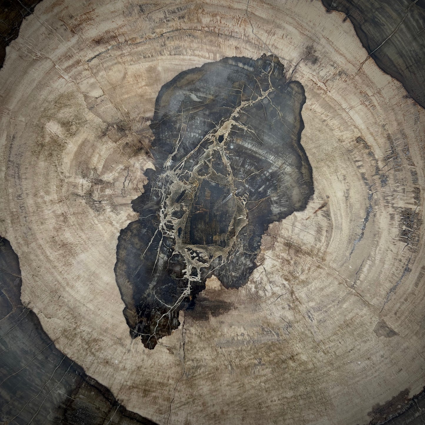 Large petrified wood rustic garden feature with fossilised wood detail