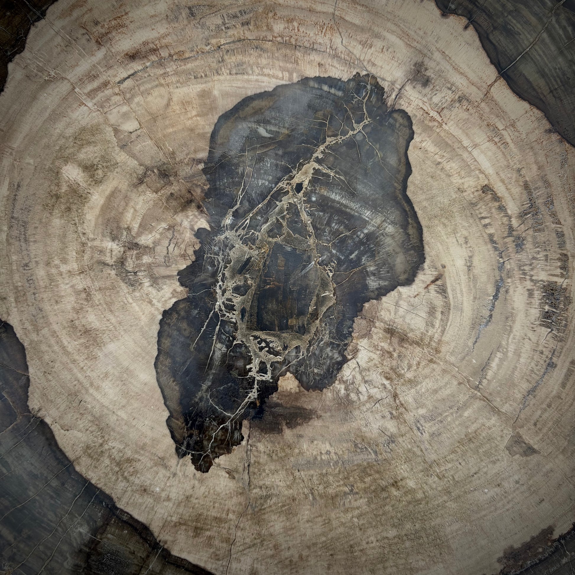Large petrified wood rustic garden feature with fossilised wood detail