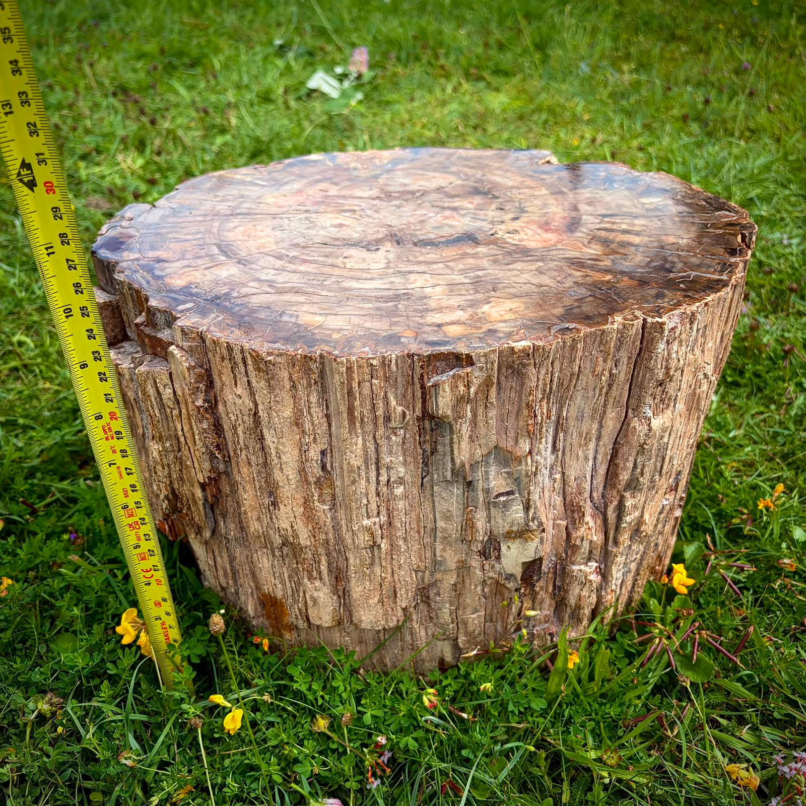 Large petrified wood sculpture for statement home decor