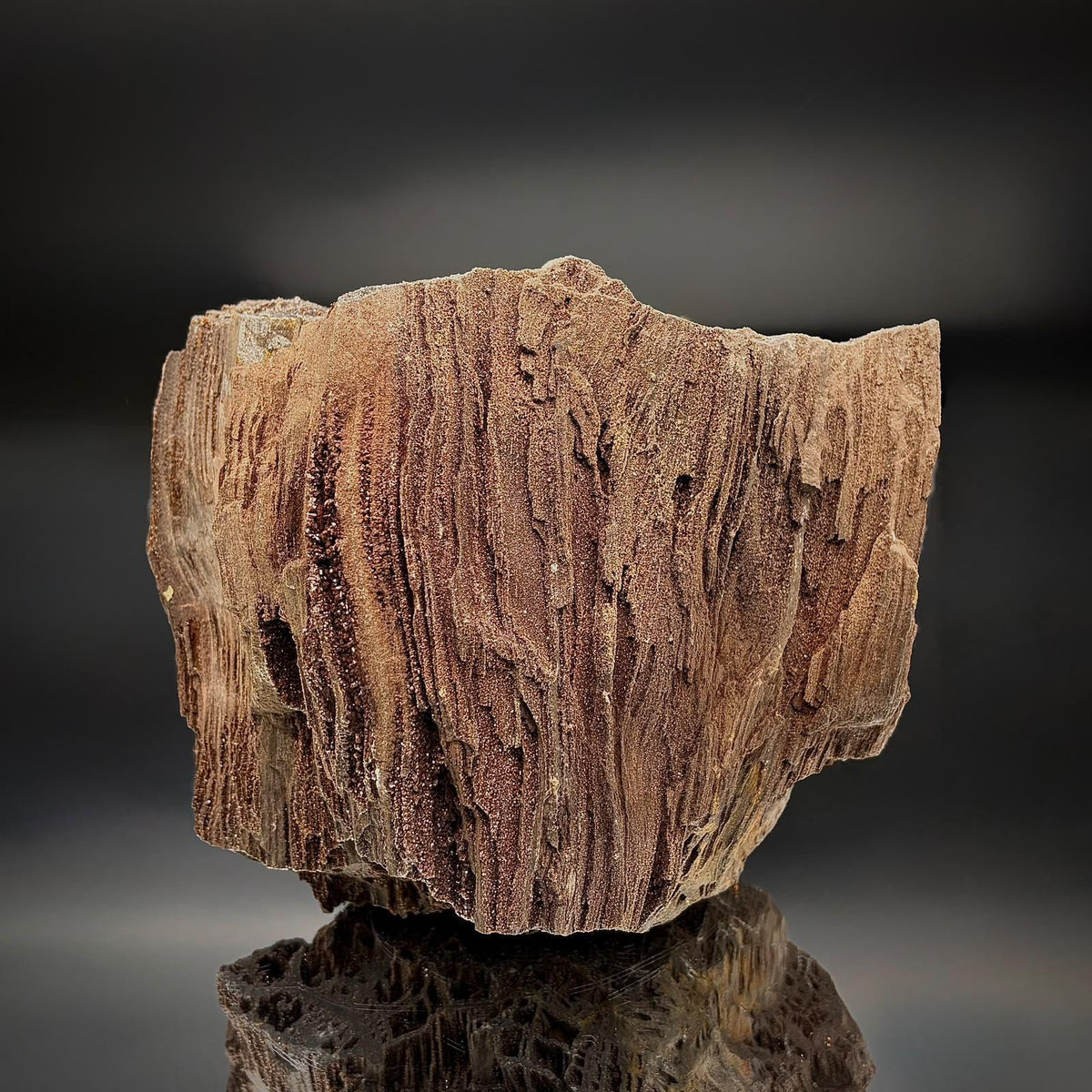 Large natural petrified wood specimen with Quartz mineral formations, showcasing its fossilised structure.
