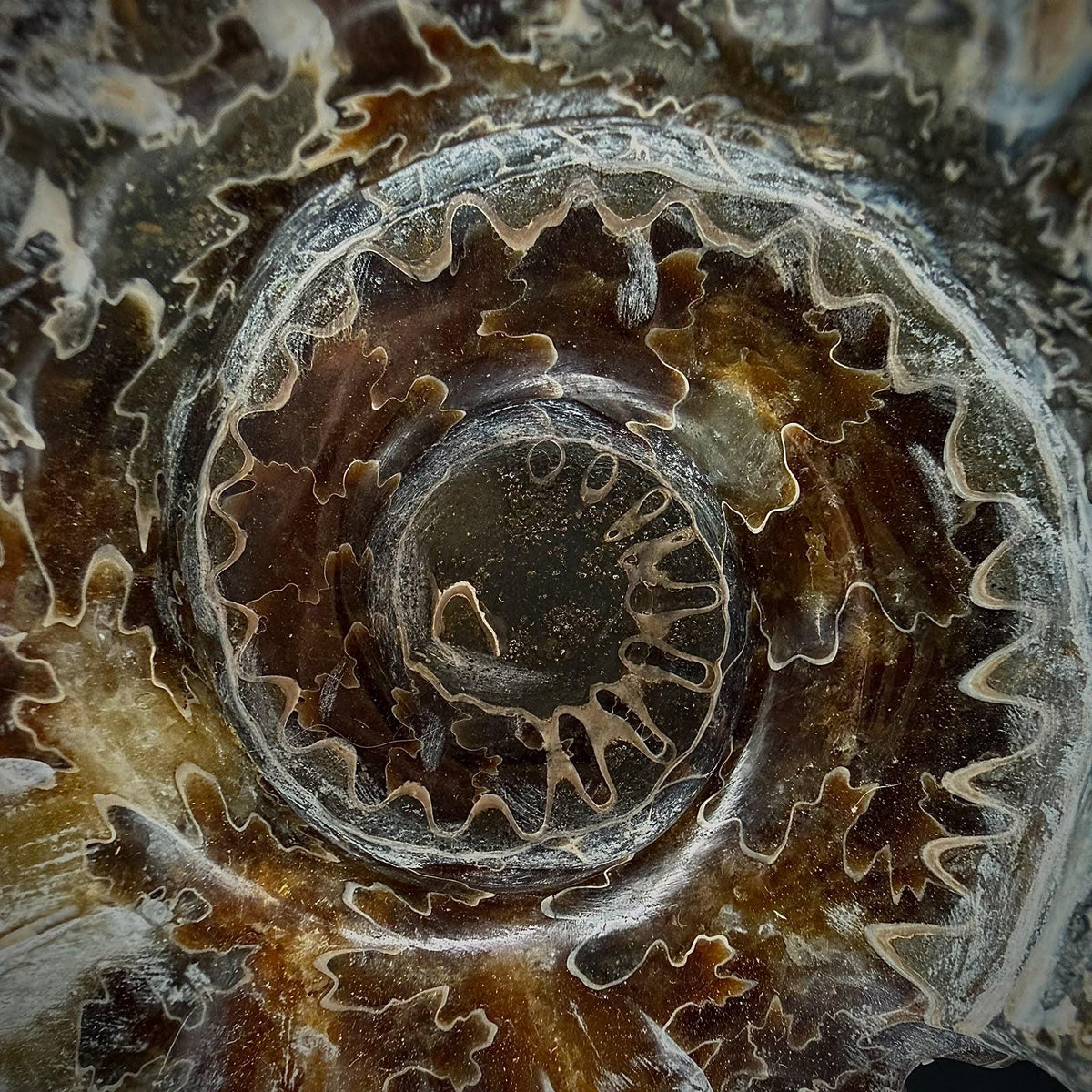 Large polished ammonite fossil with strong sculptural form for statement interior decor.