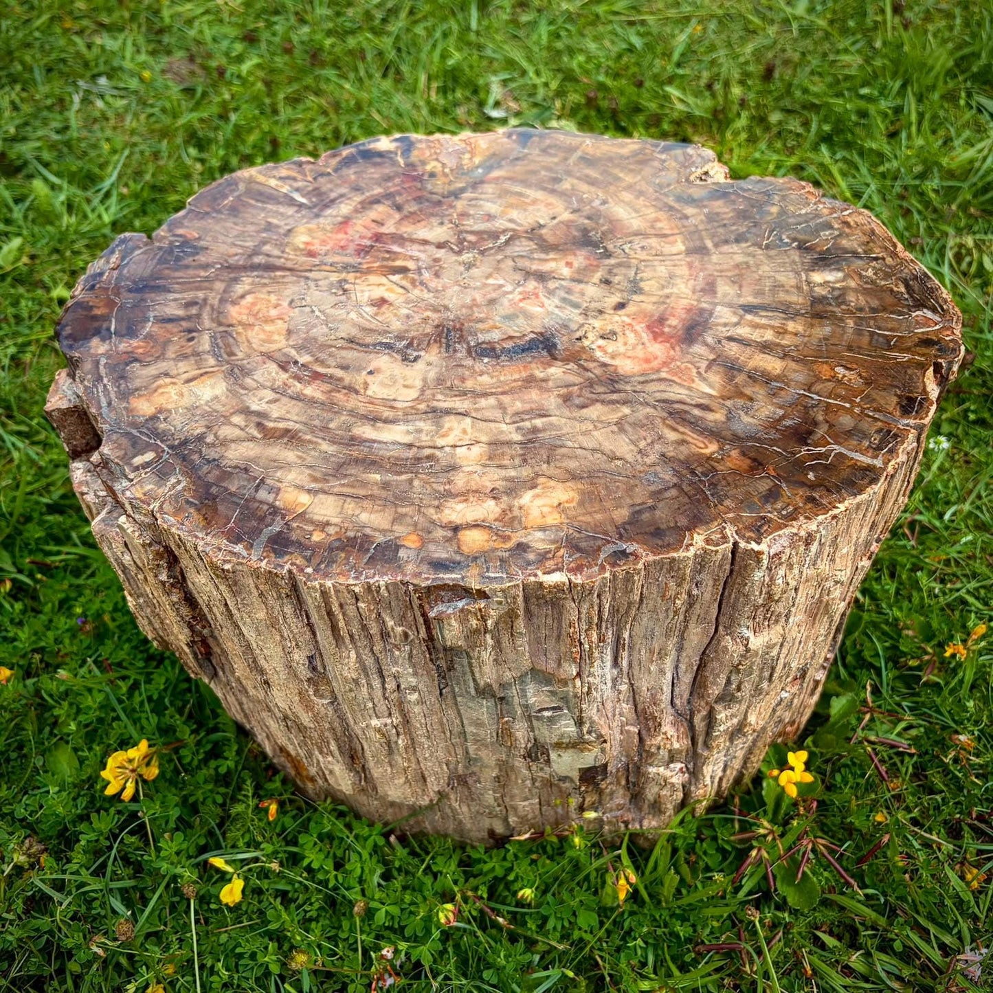 Large polished petrified wood specimen with detailed fossilised grain