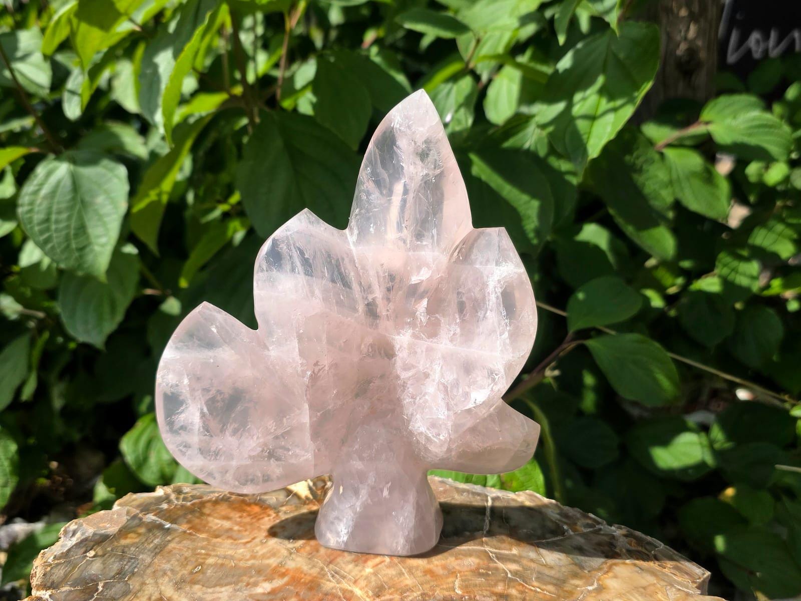 Large Rose Quartz leaf sculpture hand carved from genuine Madagascan crystal.