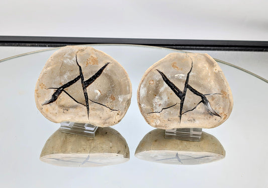 Large Septarian Geode split open to reveal crystal.