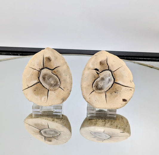 Large natural Septarian geode pair, ideal for display and interior decor.