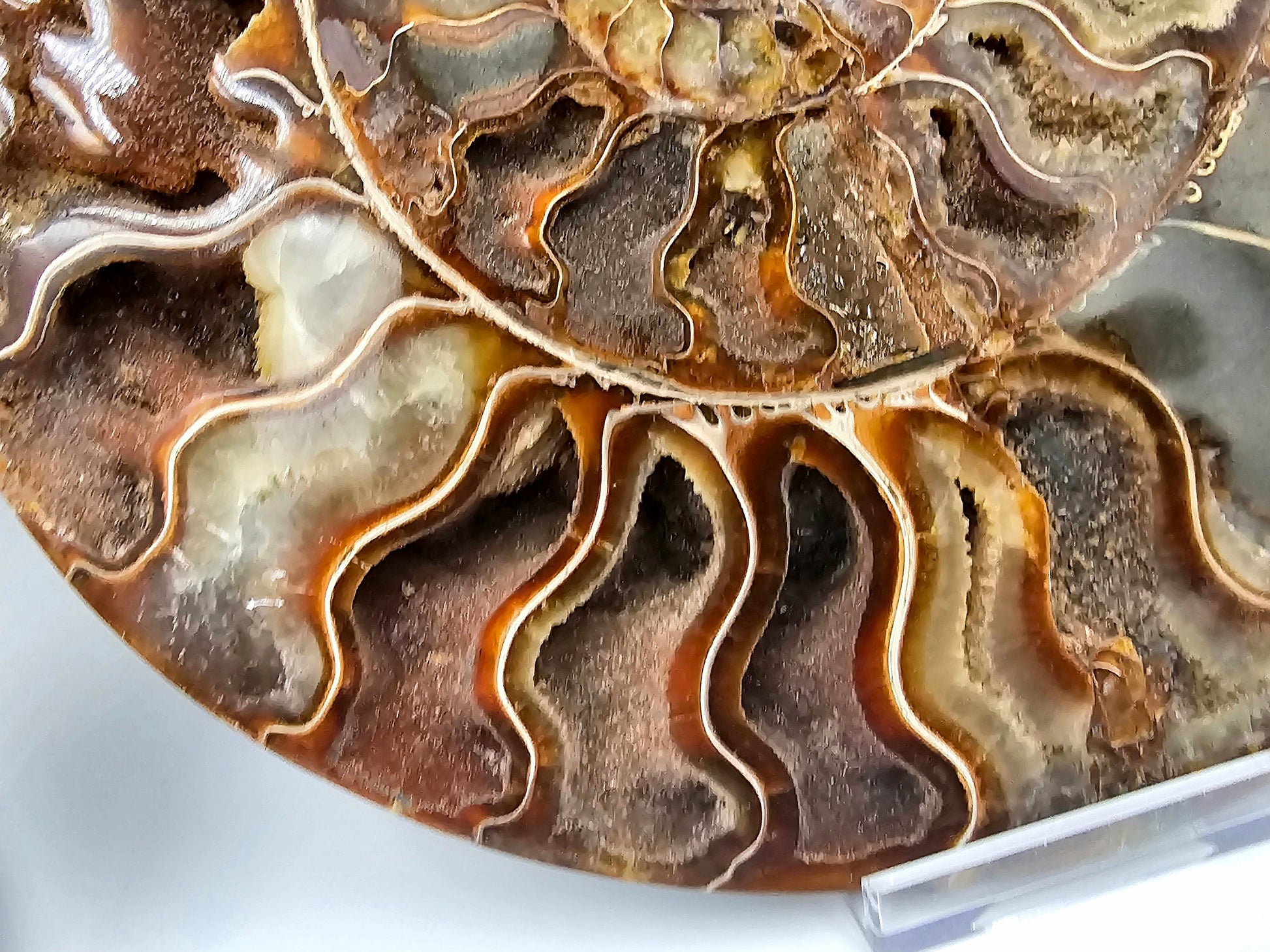 large ammonite fossil pair
