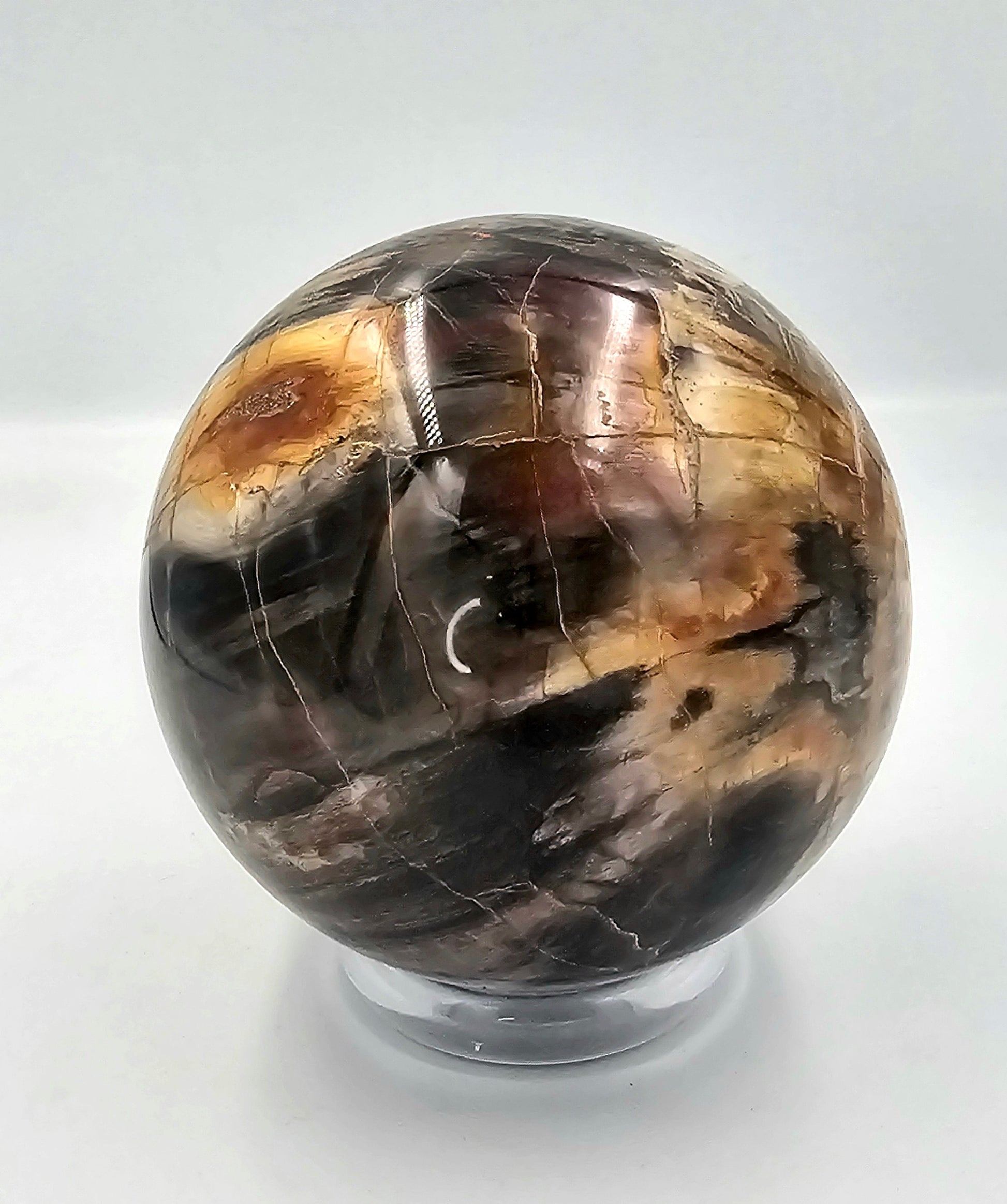 large fossil wood sphere 