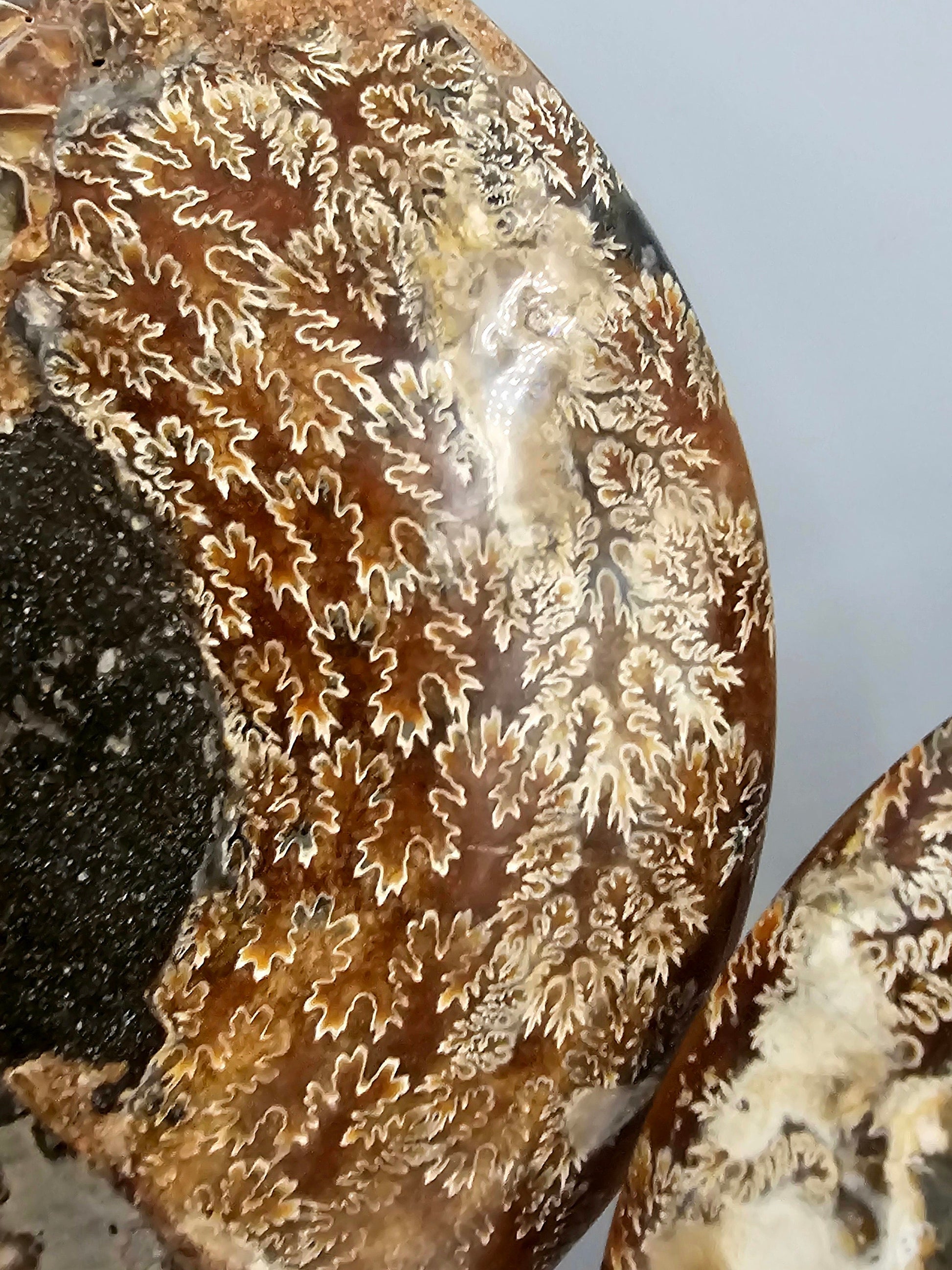 large high quality ammonite fossil