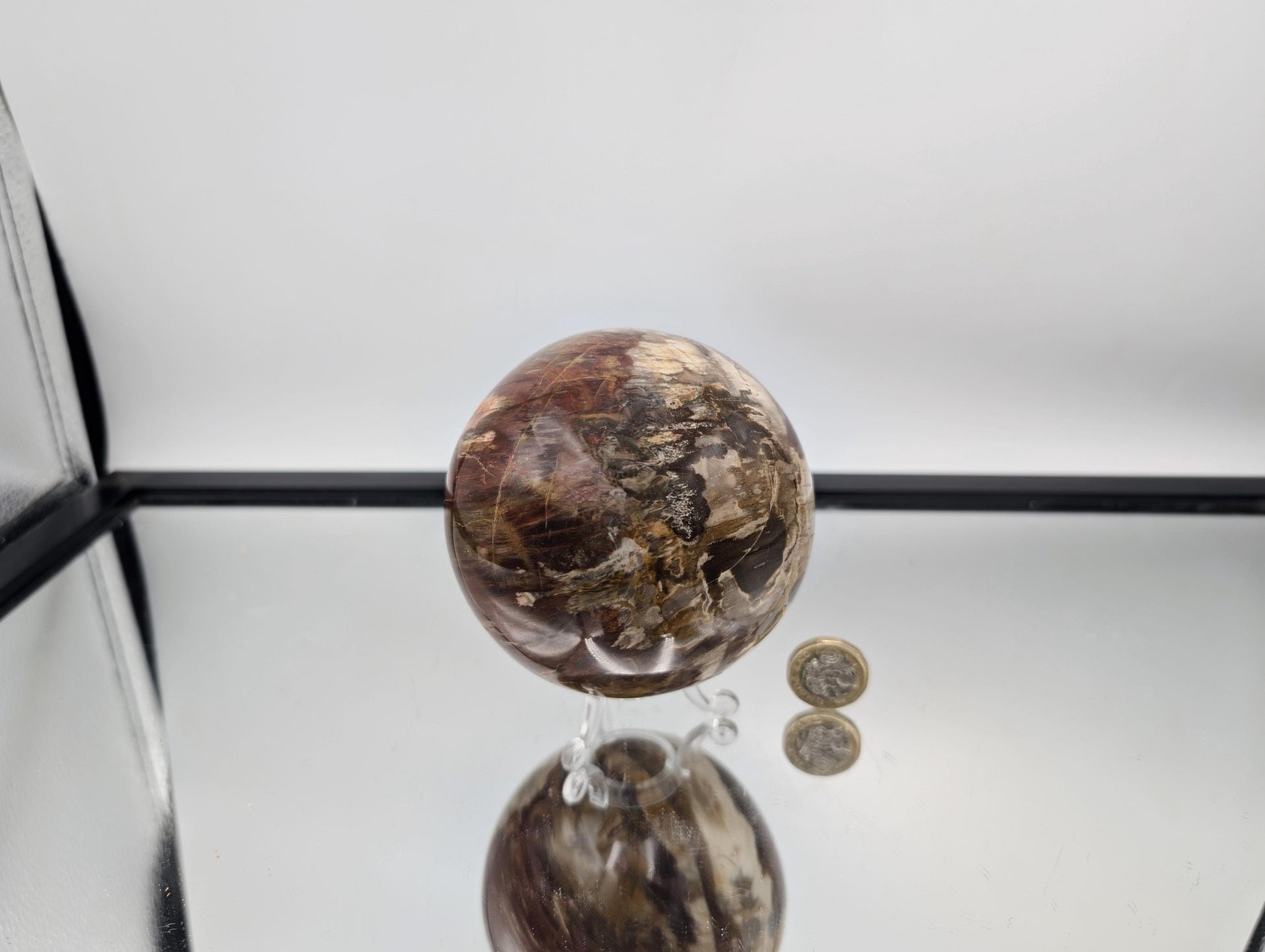 Luxury Fossil Wood sphere for elegant décor
