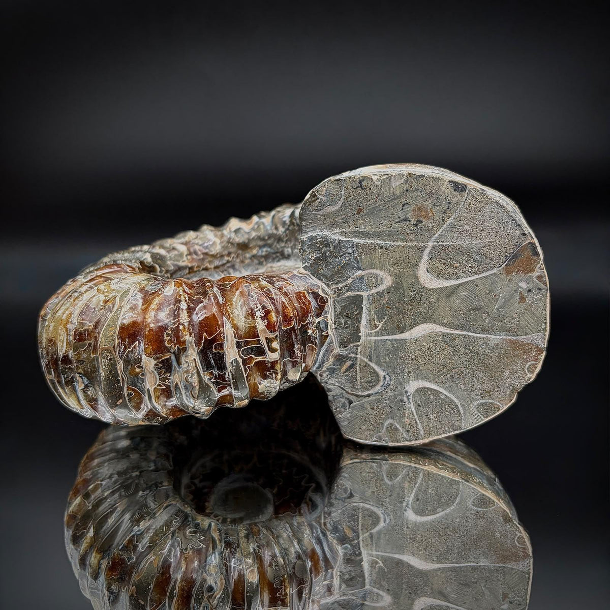 Madagascar ammonite fossil showing natural golden pyrite inclusions and detailed mineralisation.