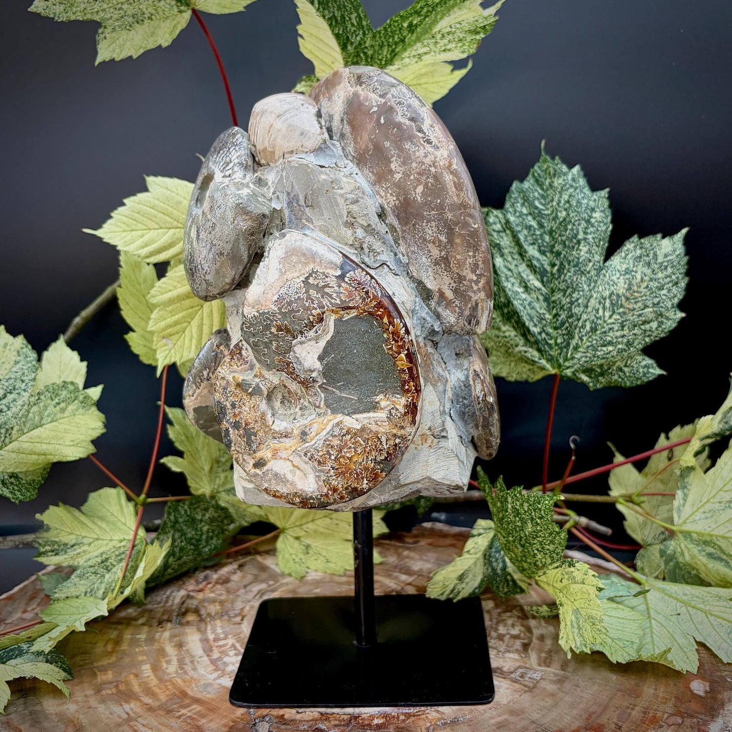 Madagascan ammonite fossil sculpture mounted on a stand
