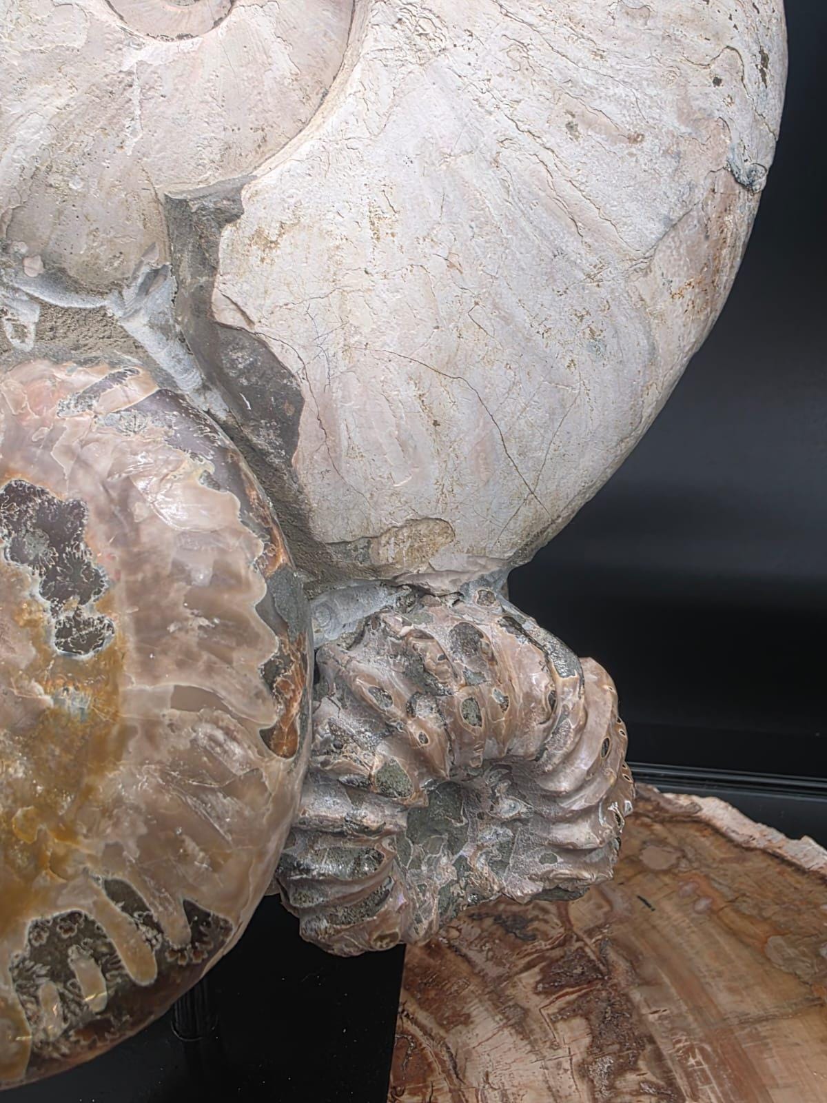Hand-assembled ammonite fossil display showcasing beautiful natural fossil detail.