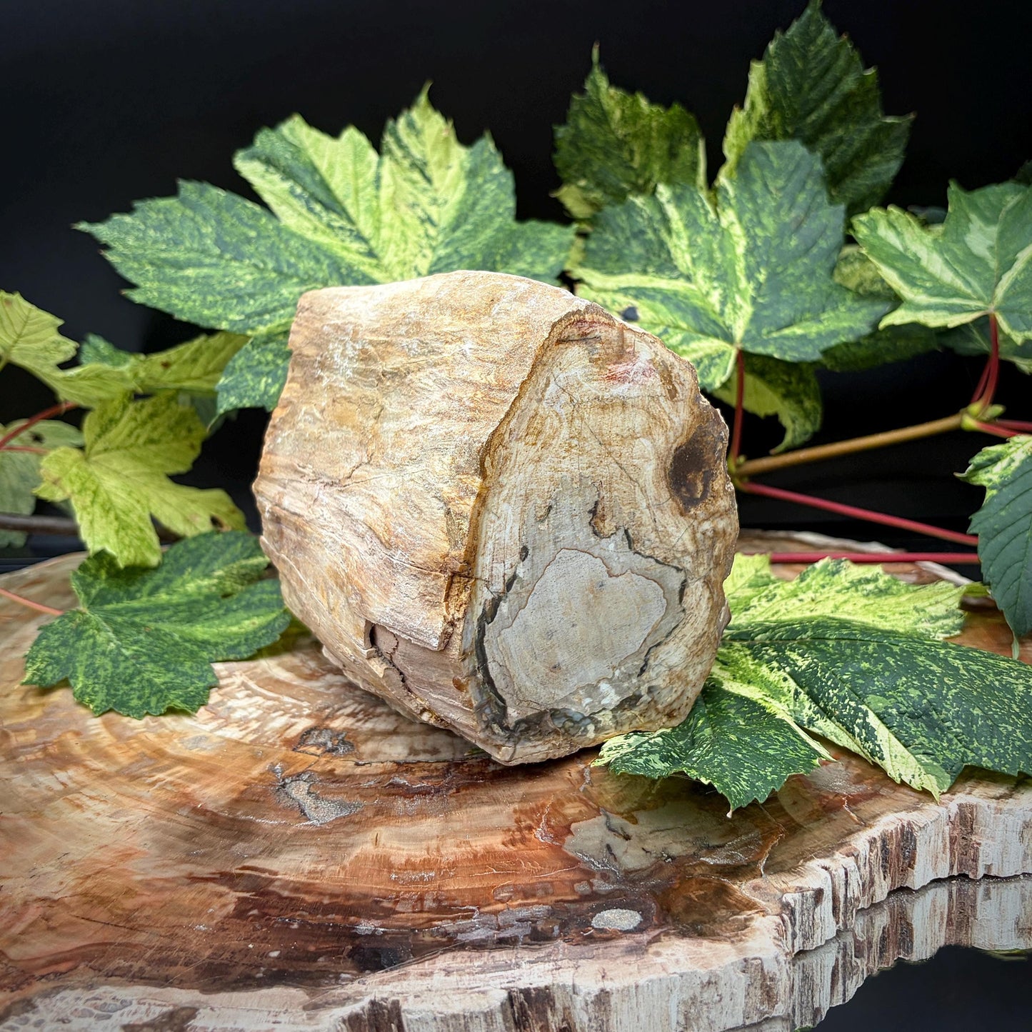 Natural petrified wood fossil from Madagascar