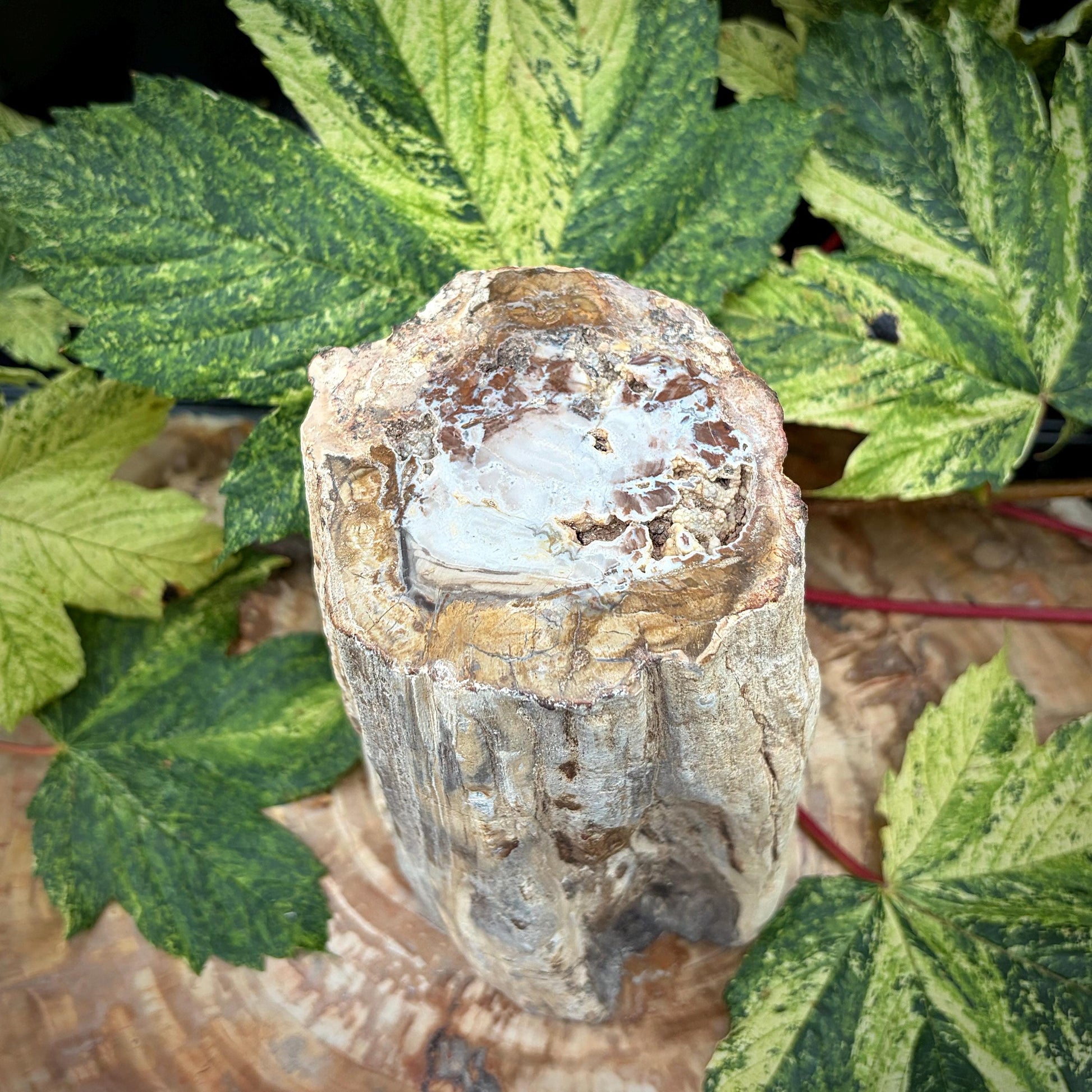 Petrified wood stump specimen from Madagascar
