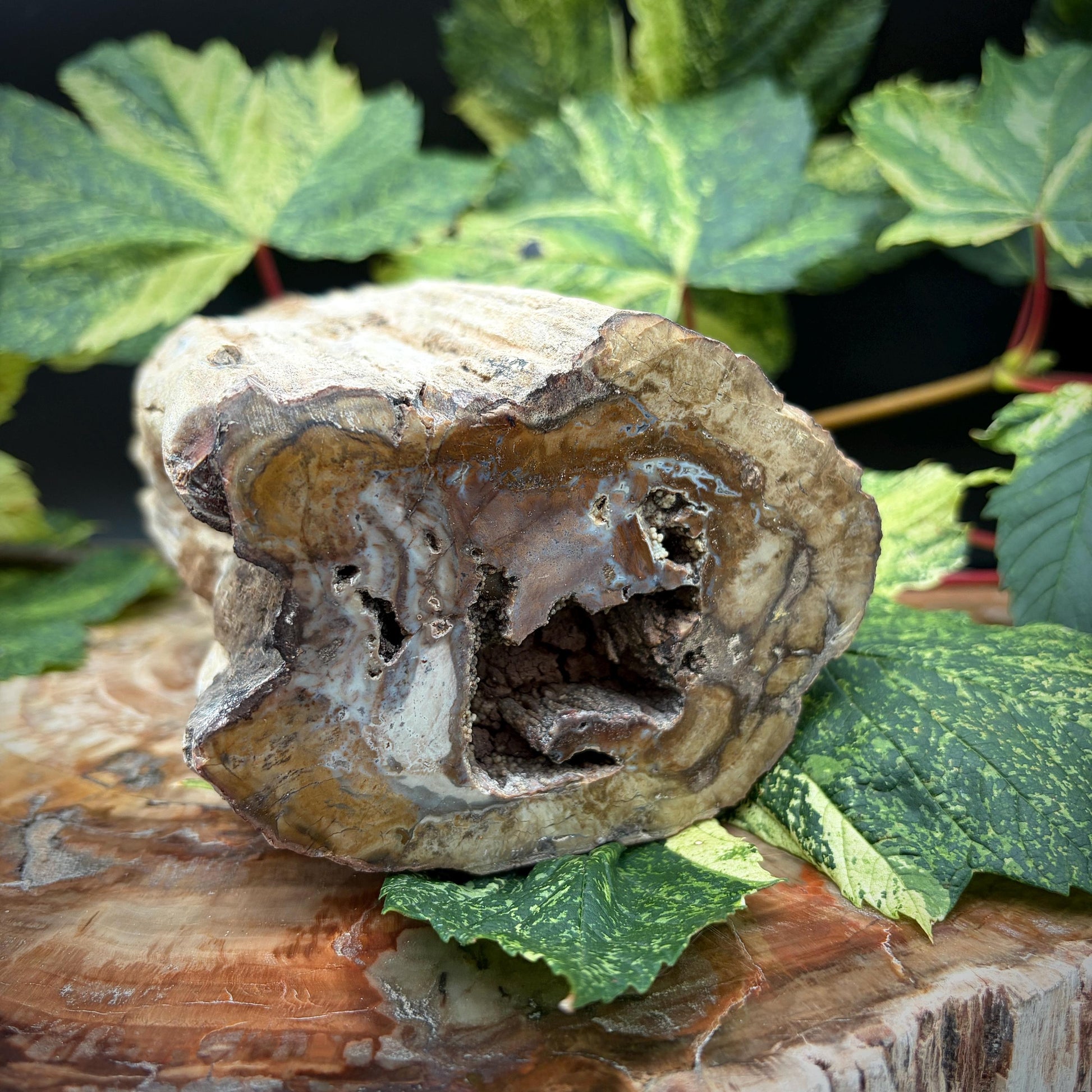 Madagascar stone wood fossil for collectors