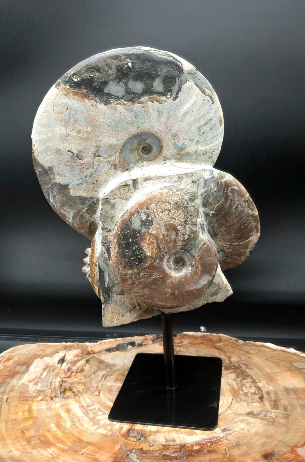 Multi-ammonite sculpture mounted on a black stand for elegant display.